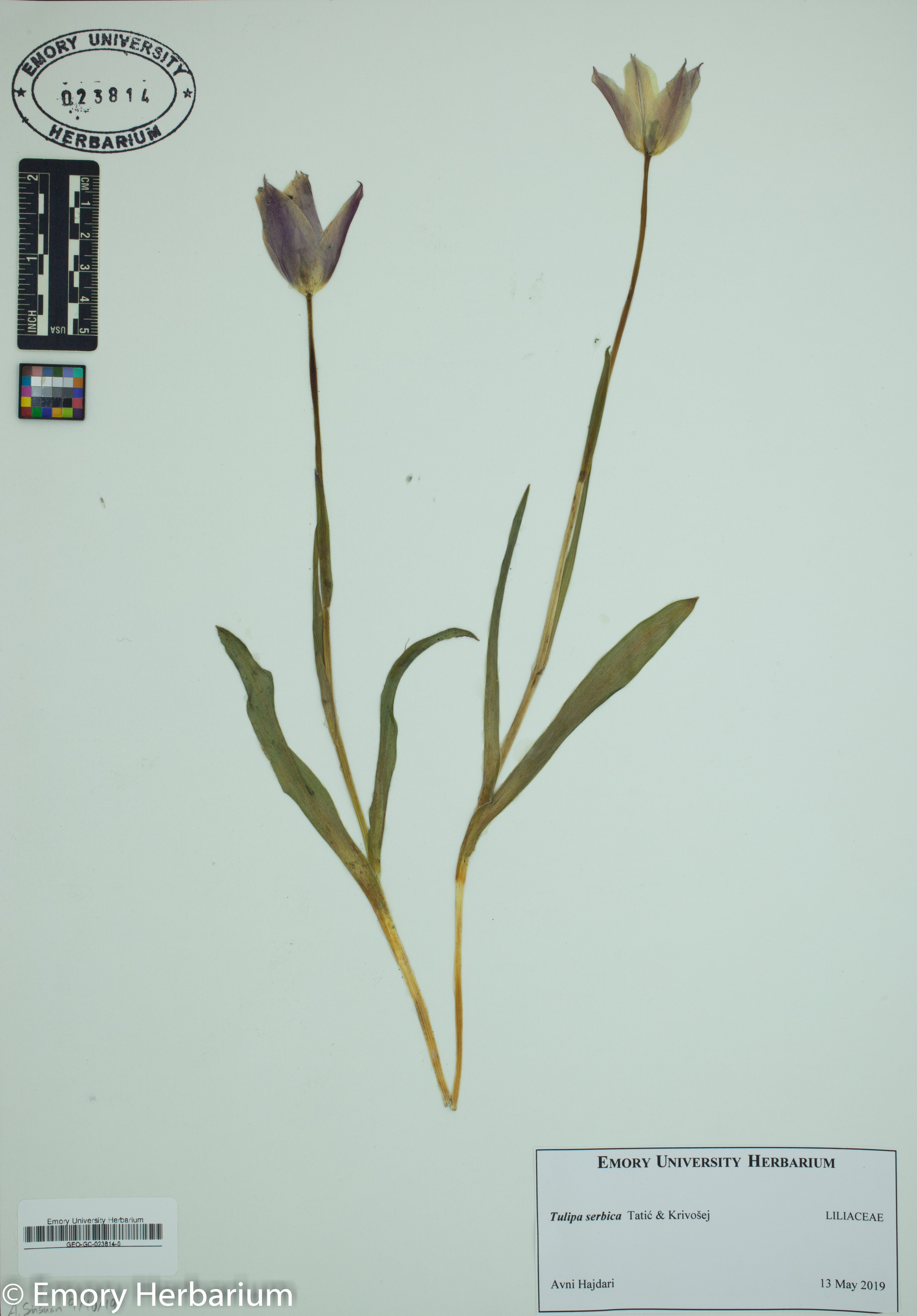 Tulipa serbica thumbnail