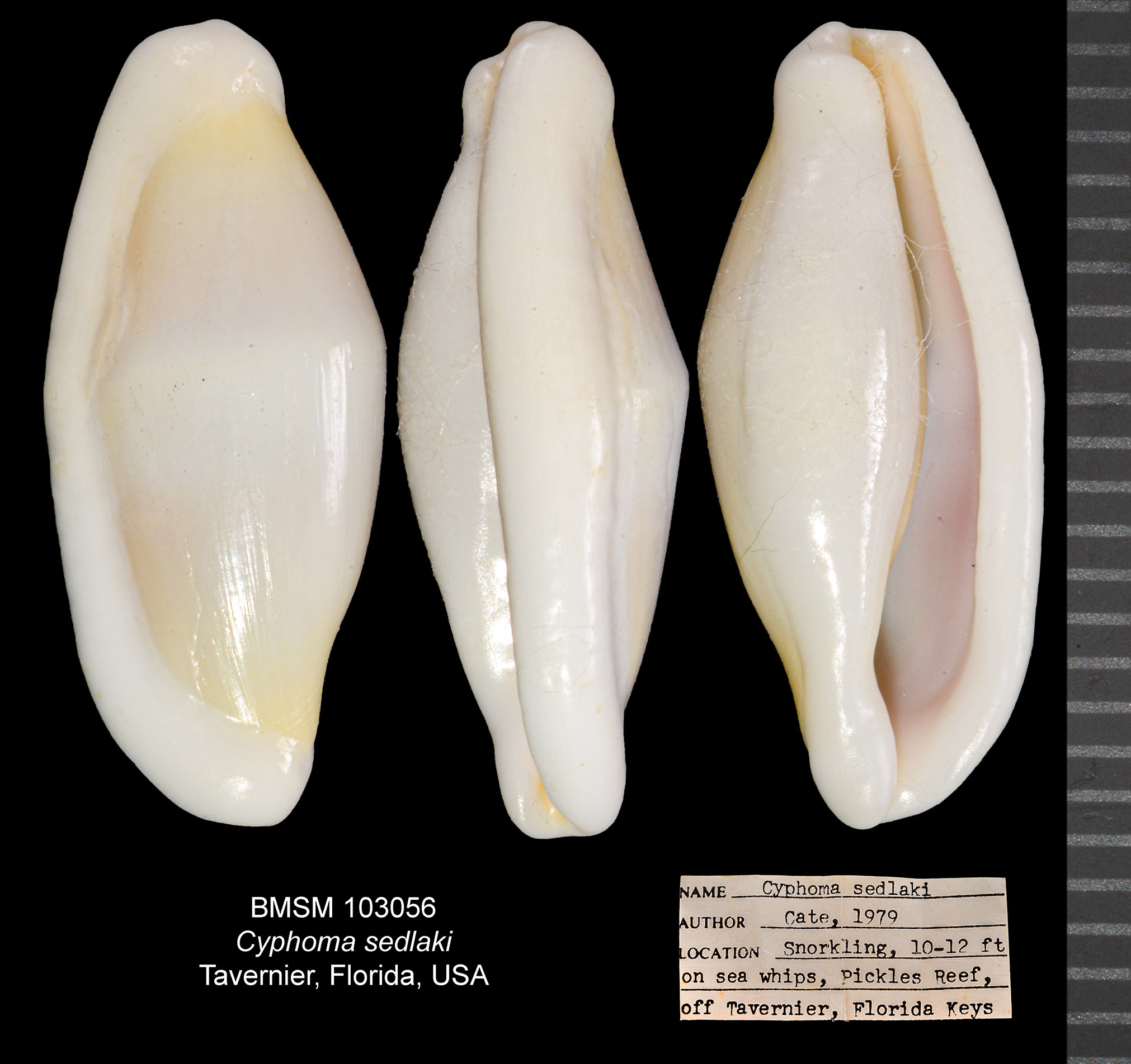 Cyphoma sedlaki thumbnail