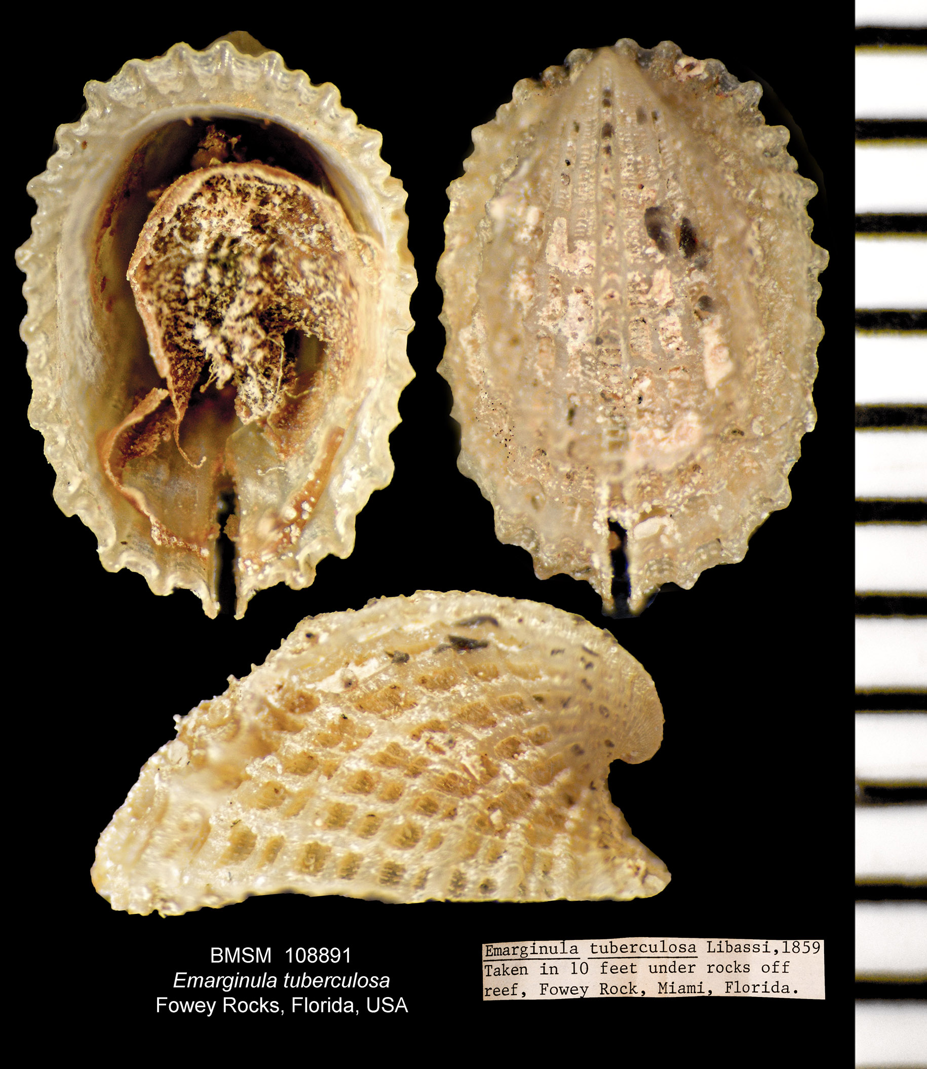 Emarginula tuberculosa