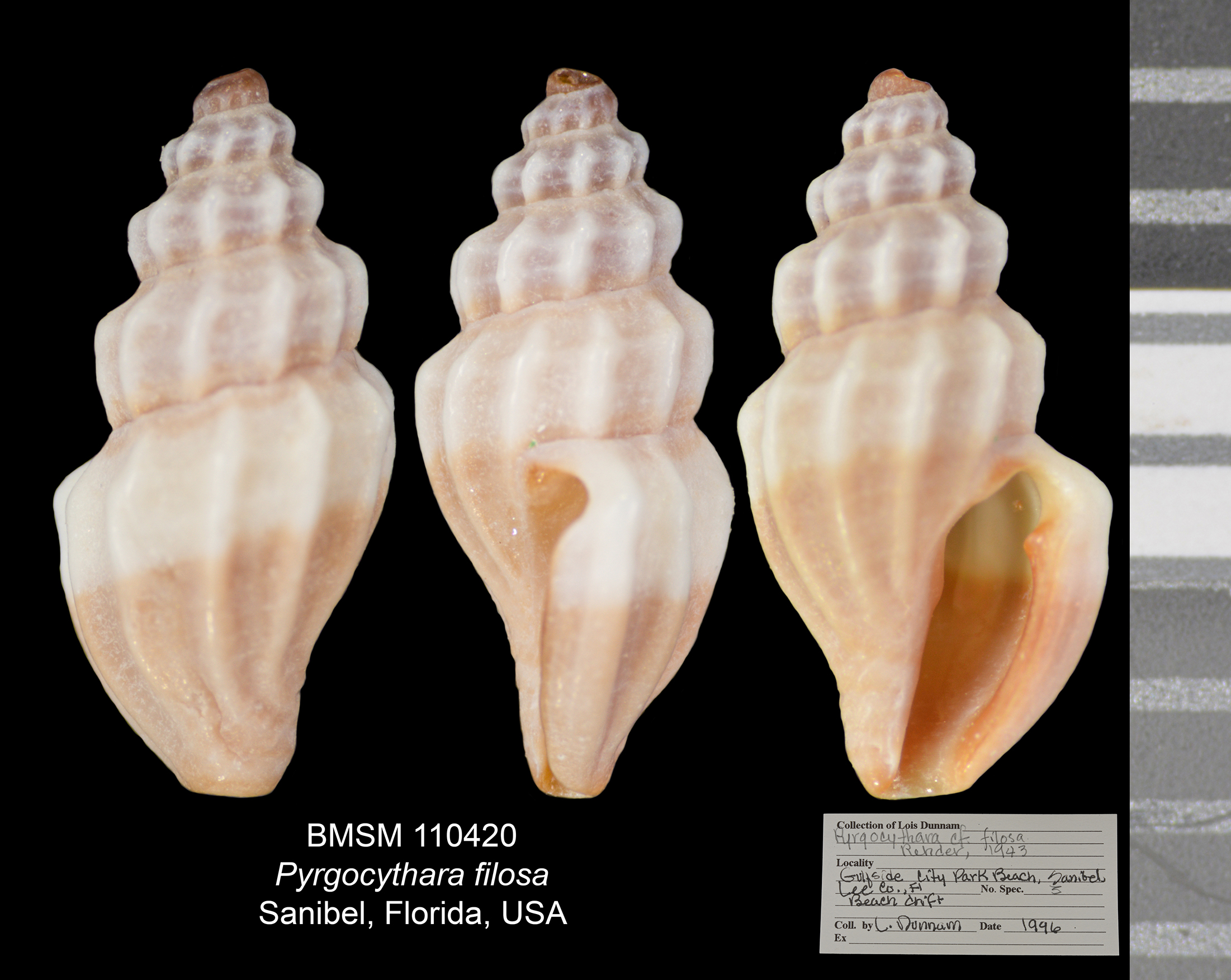 Pyrgocythara filosa image