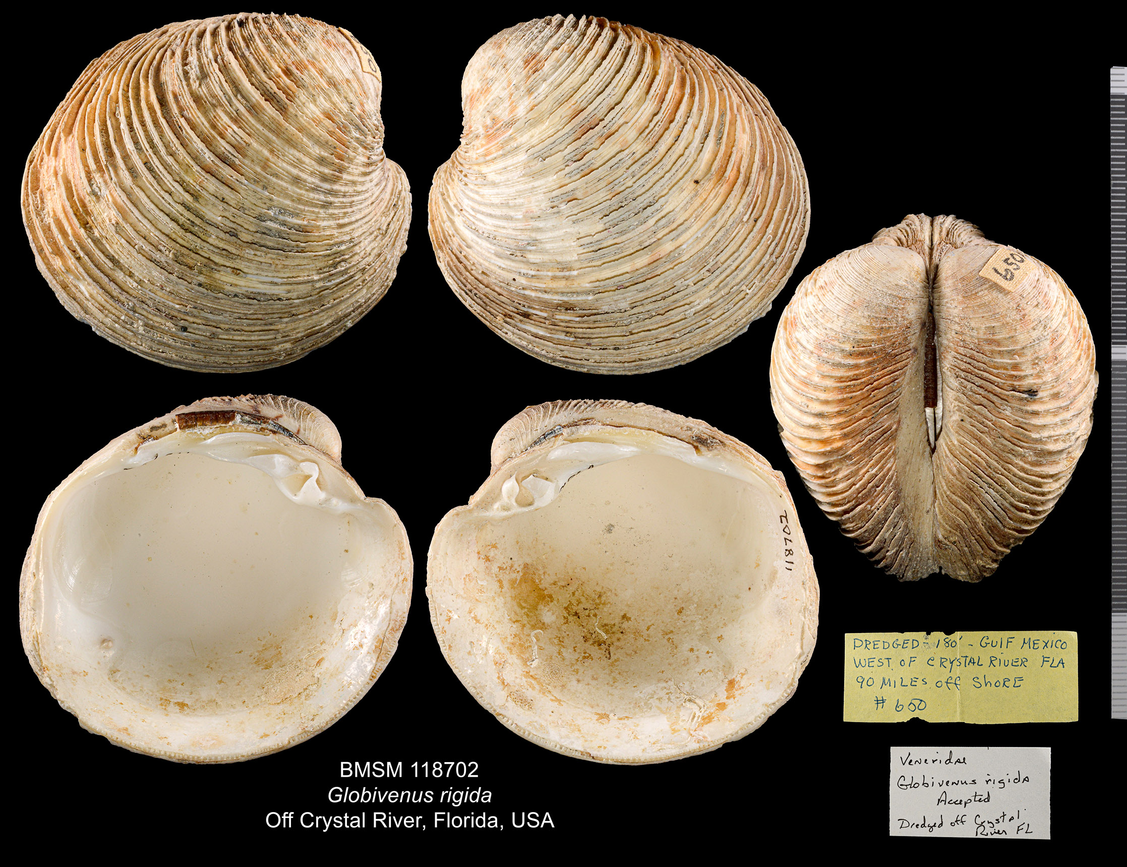 Globivenus rigida