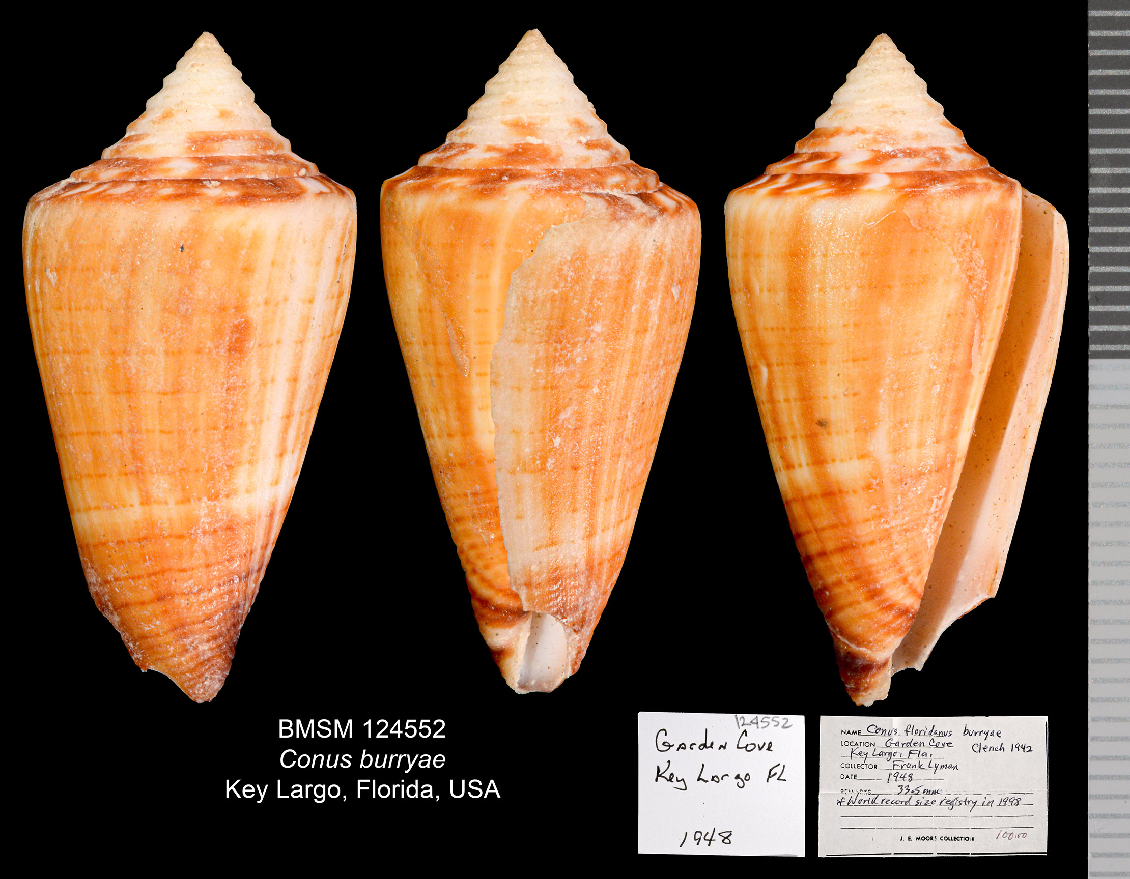 Conus burryae image