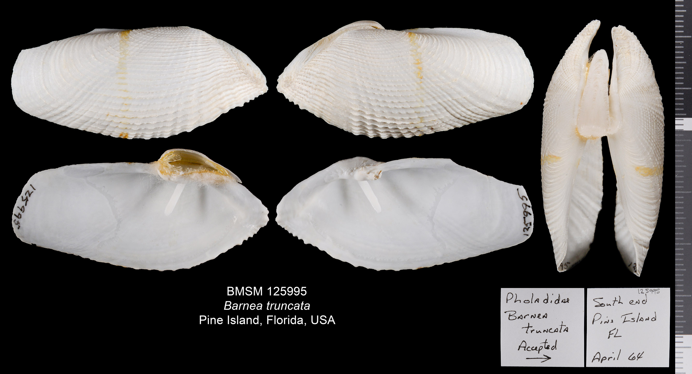 Barnea truncata (Say, 1822)