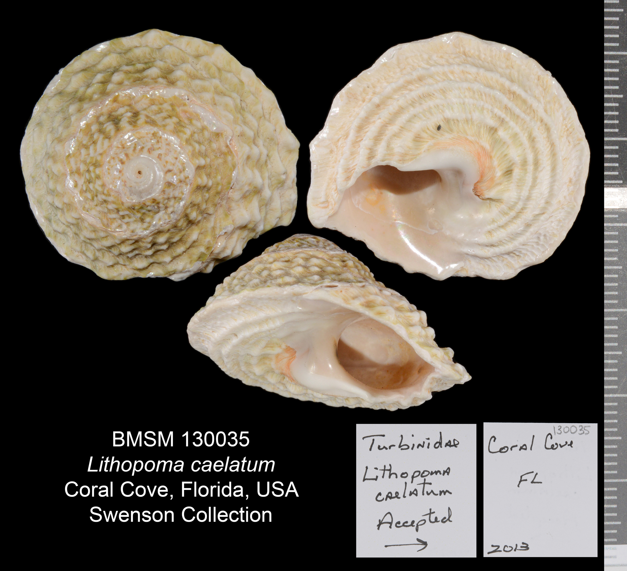 Lithopoma caelatum image