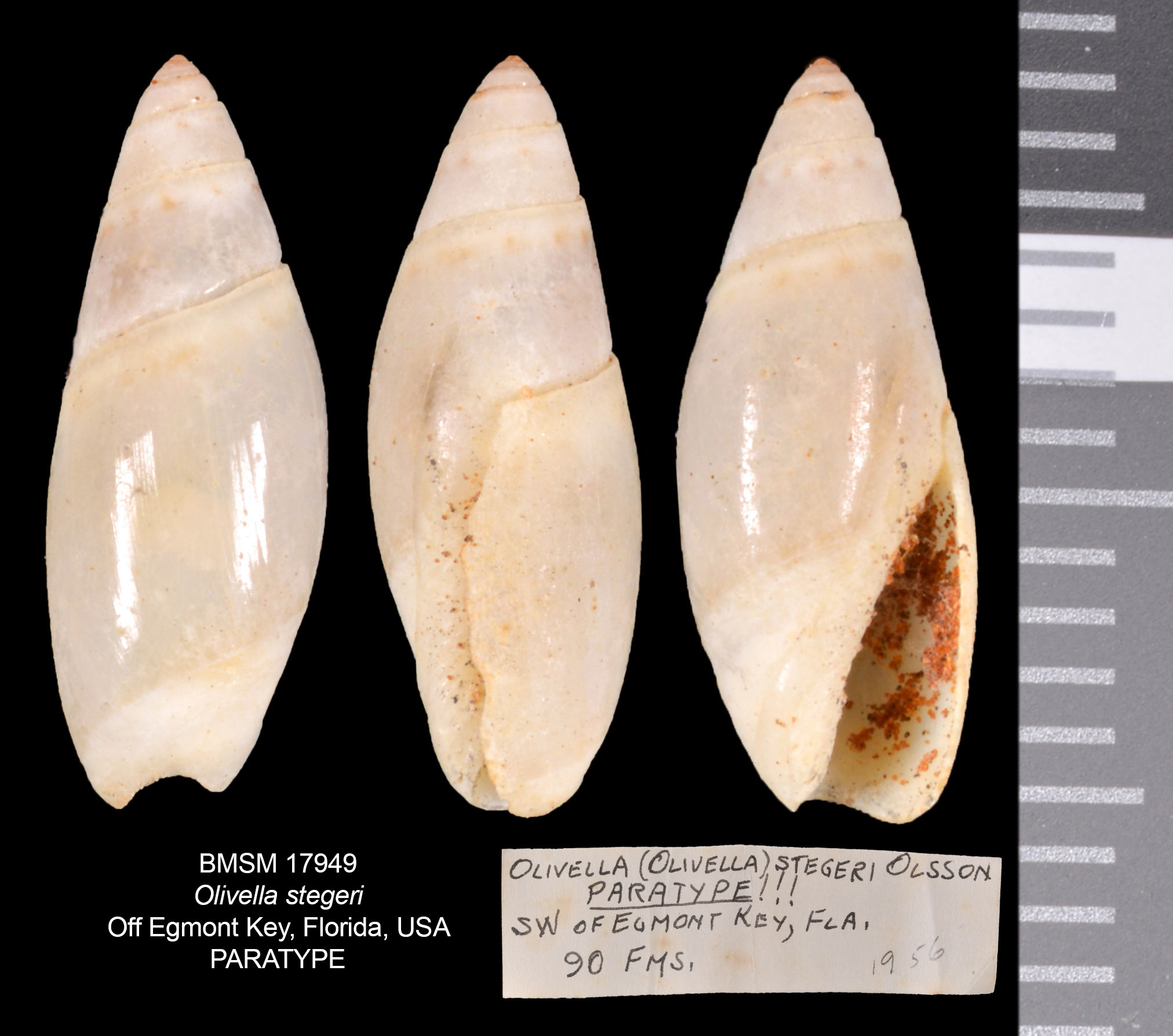 Olivella stegeri thumbnail