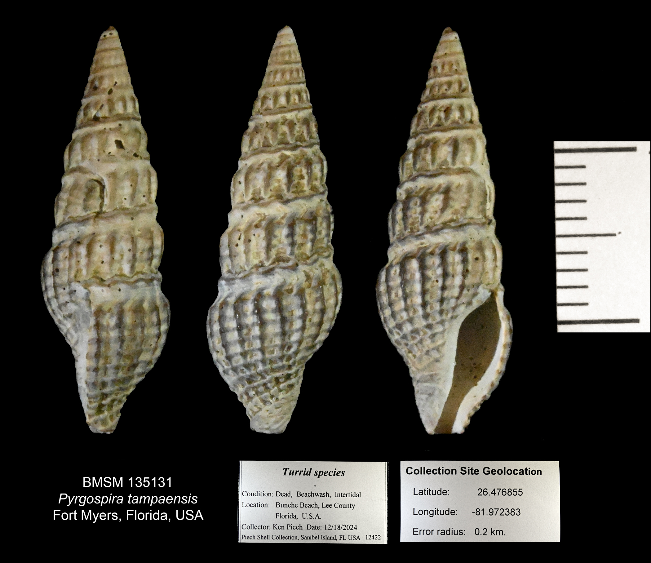 Pyrgospira tampaensis thumbnail