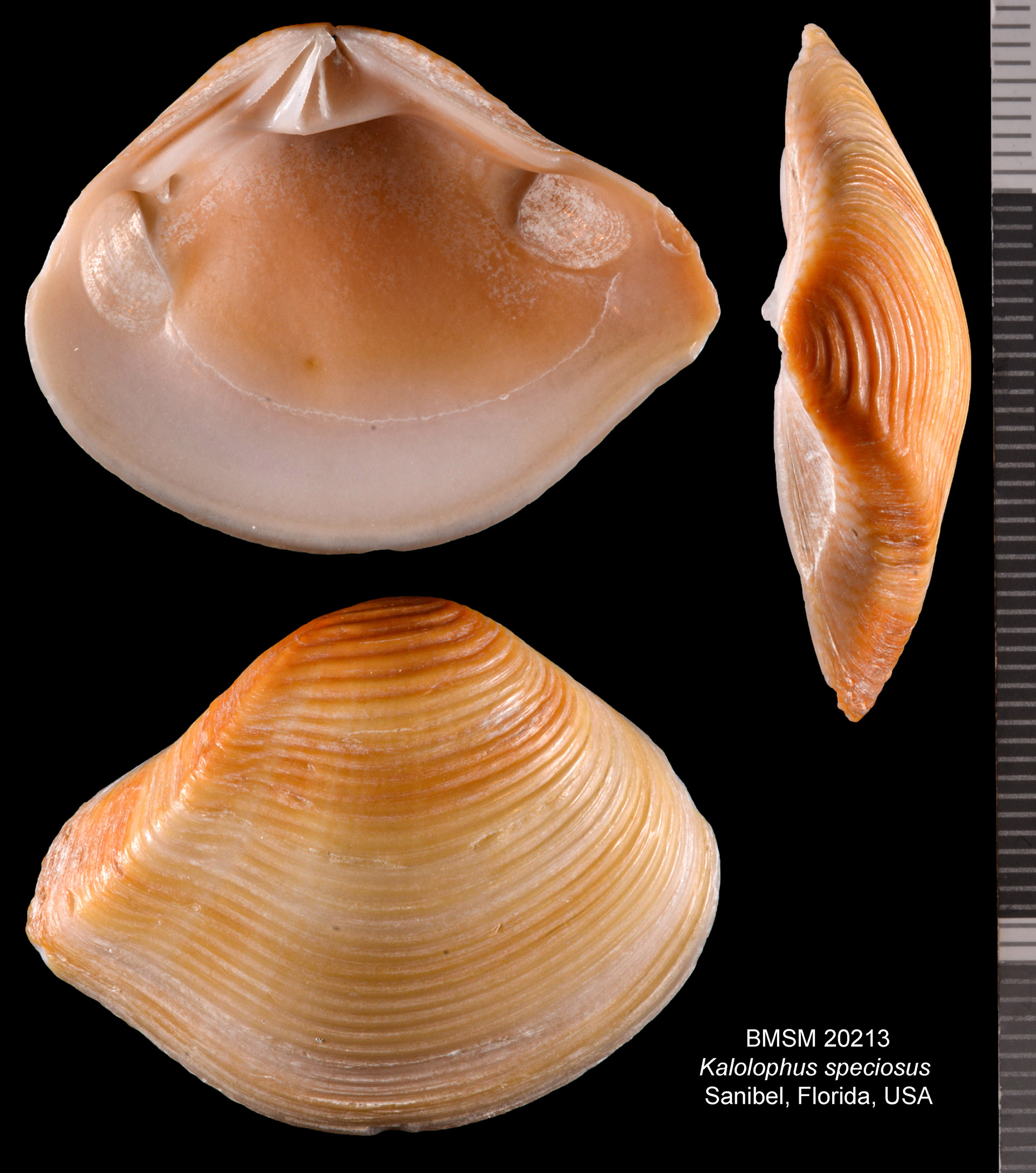 Kalolophus speciosus thumbnail