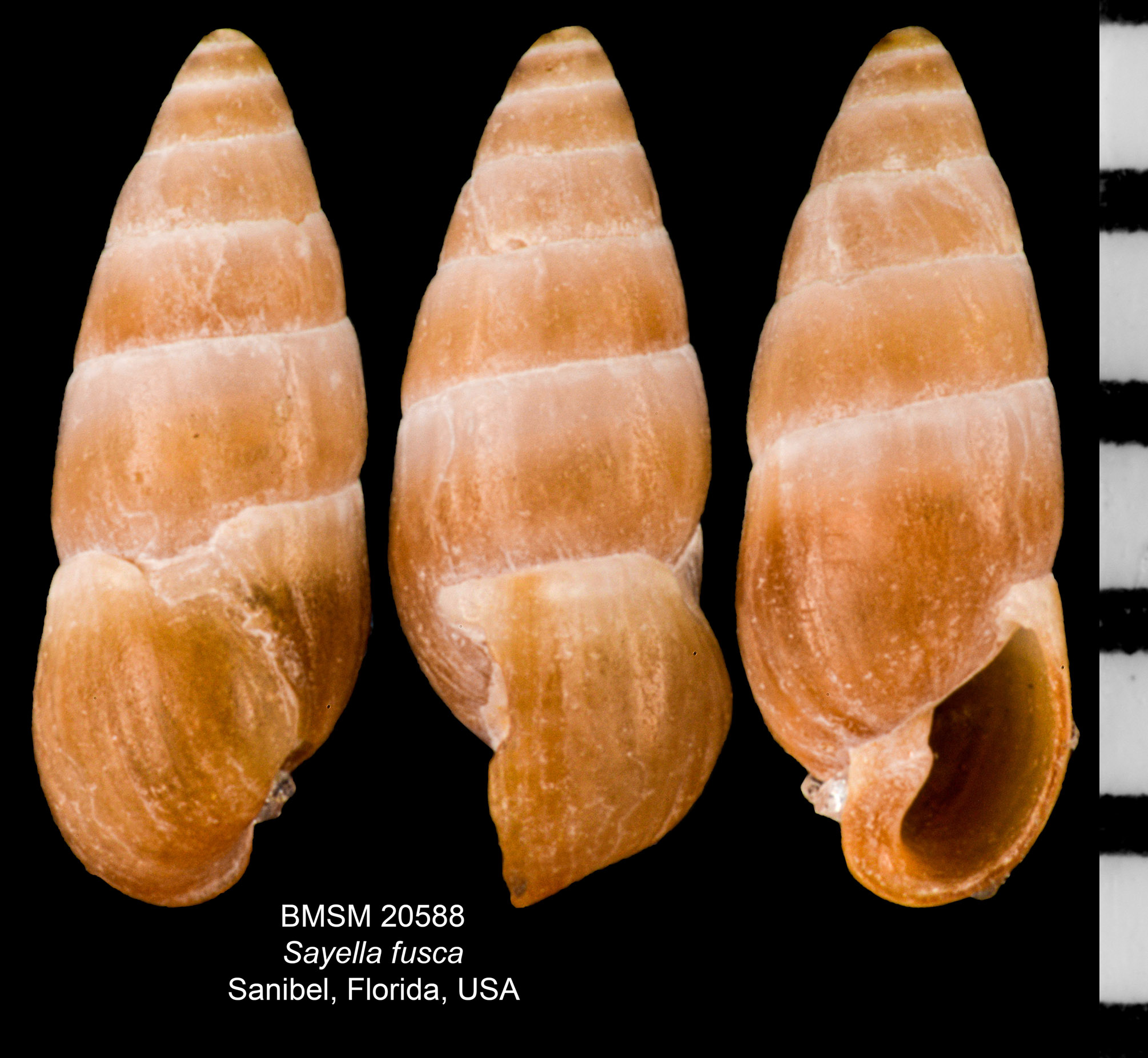Sayella fusca thumbnail