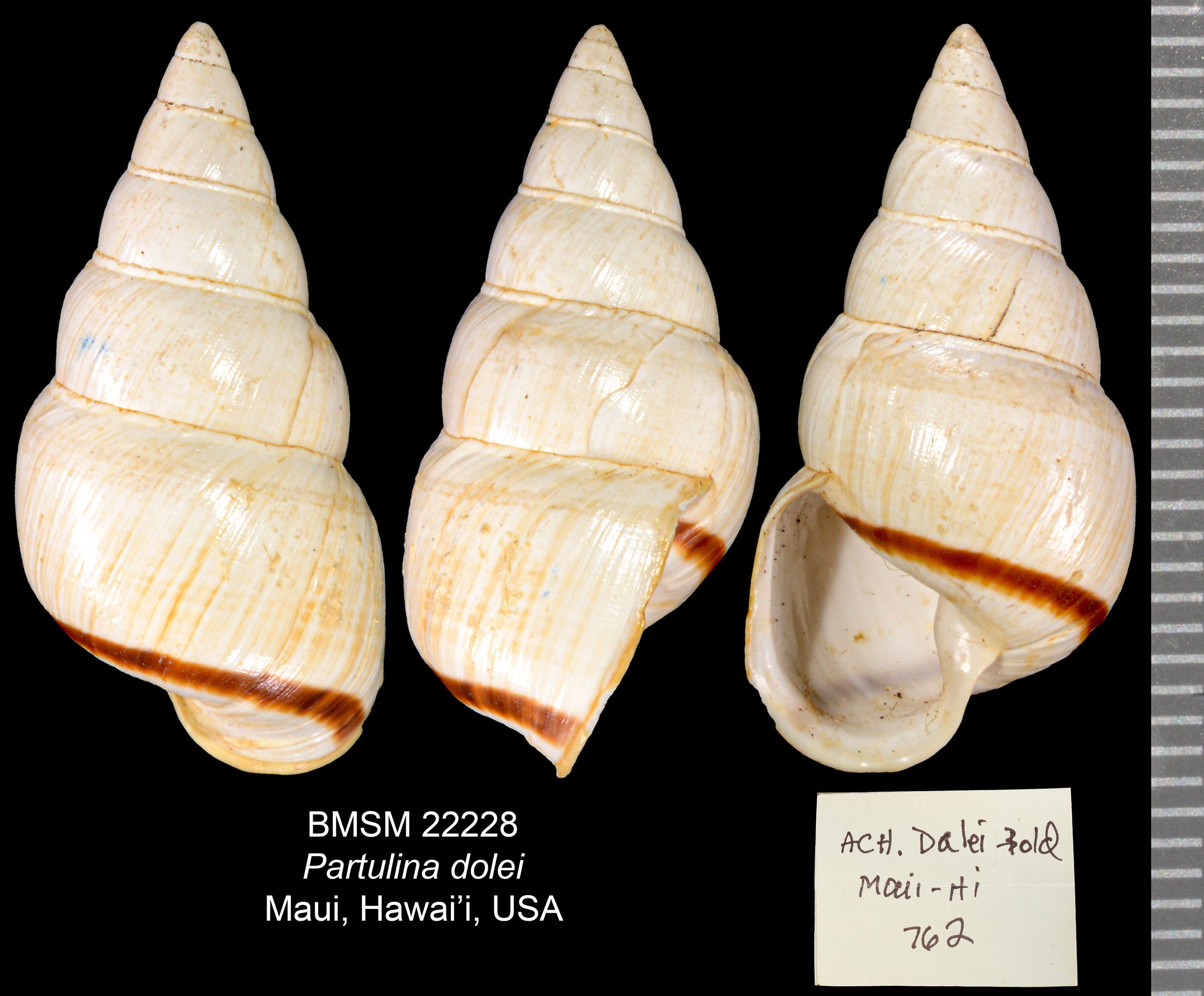 Partulina dolei thumbnail