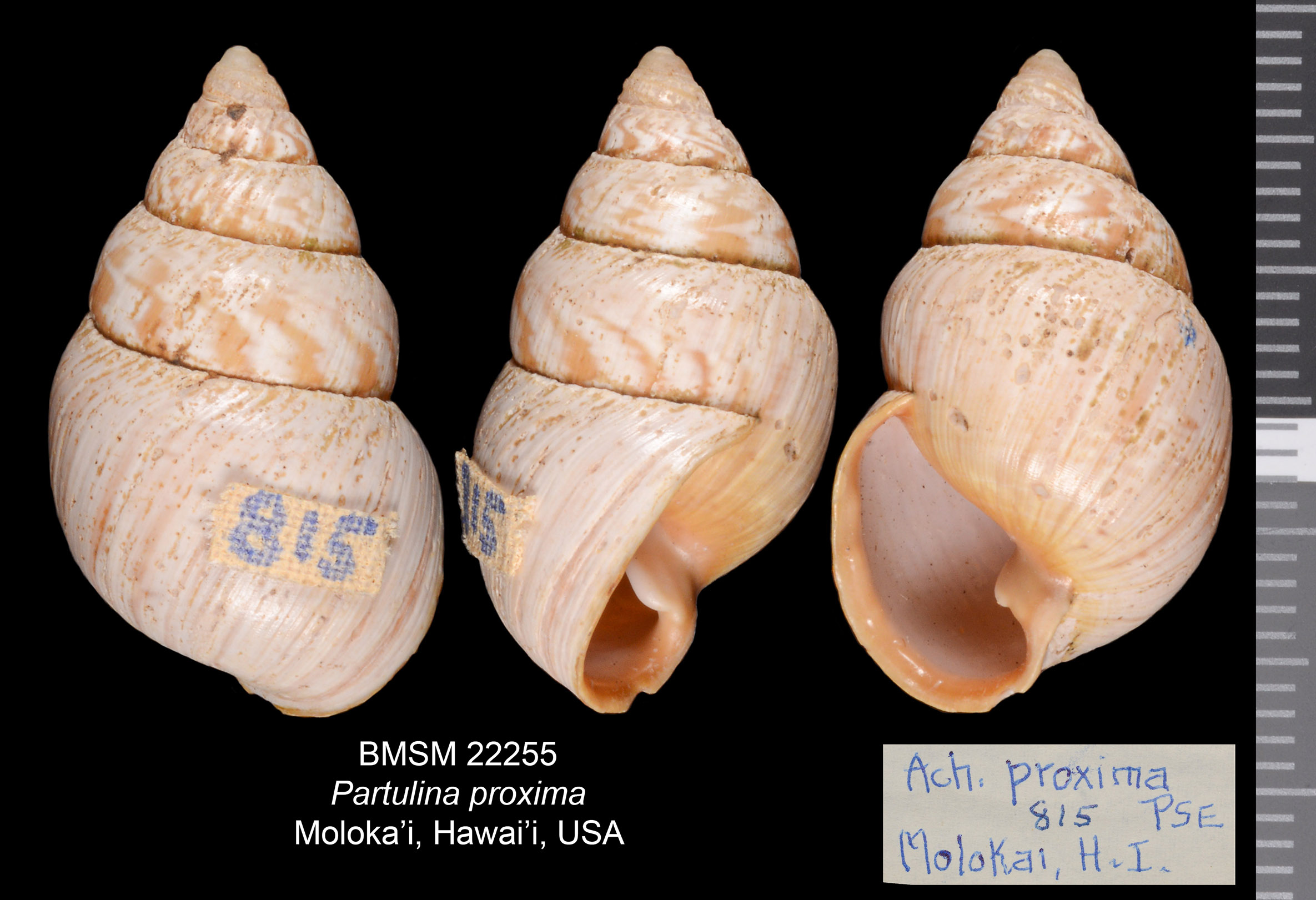 Partulina proxima