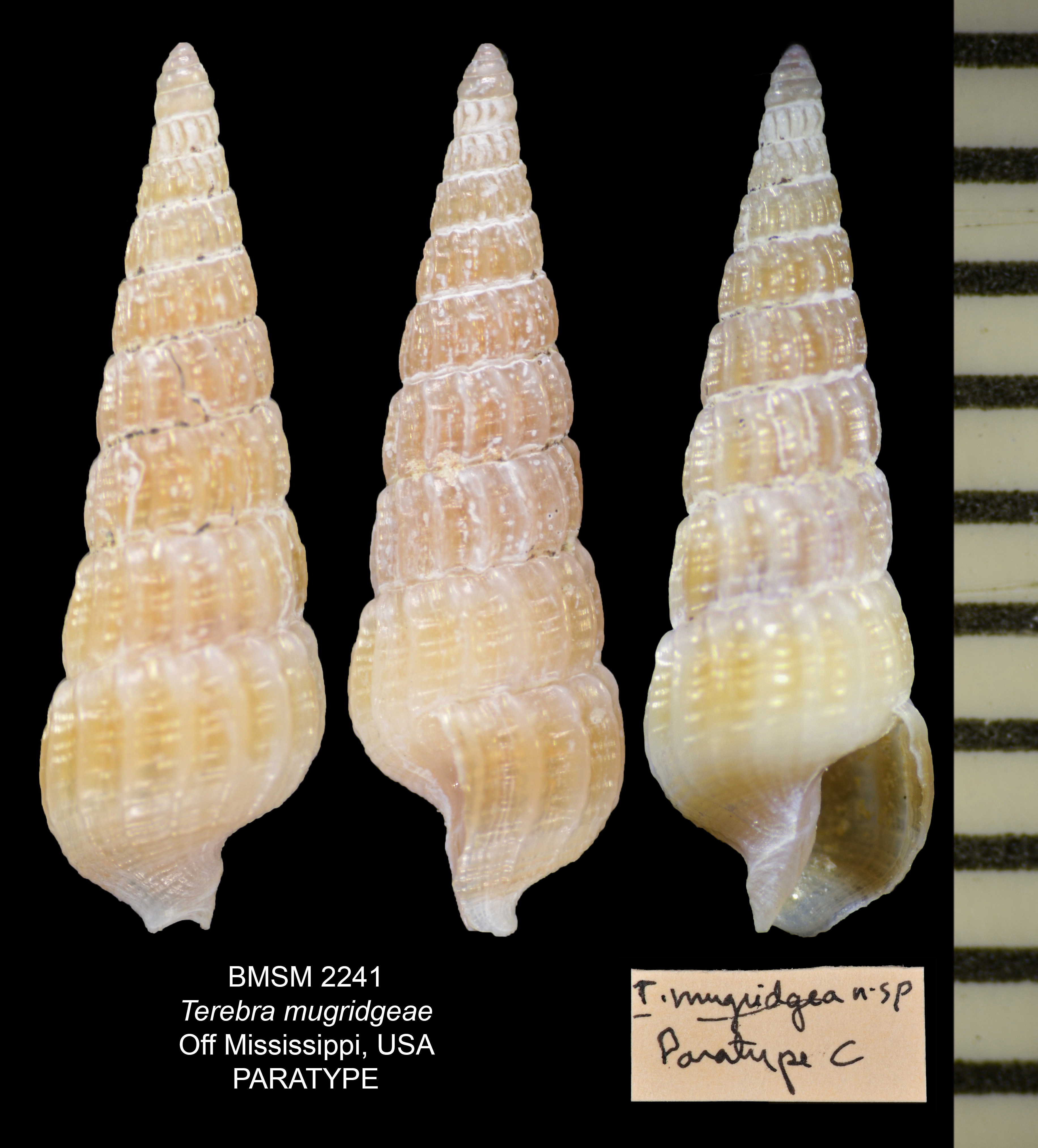Terebra mugridgeae thumbnail
