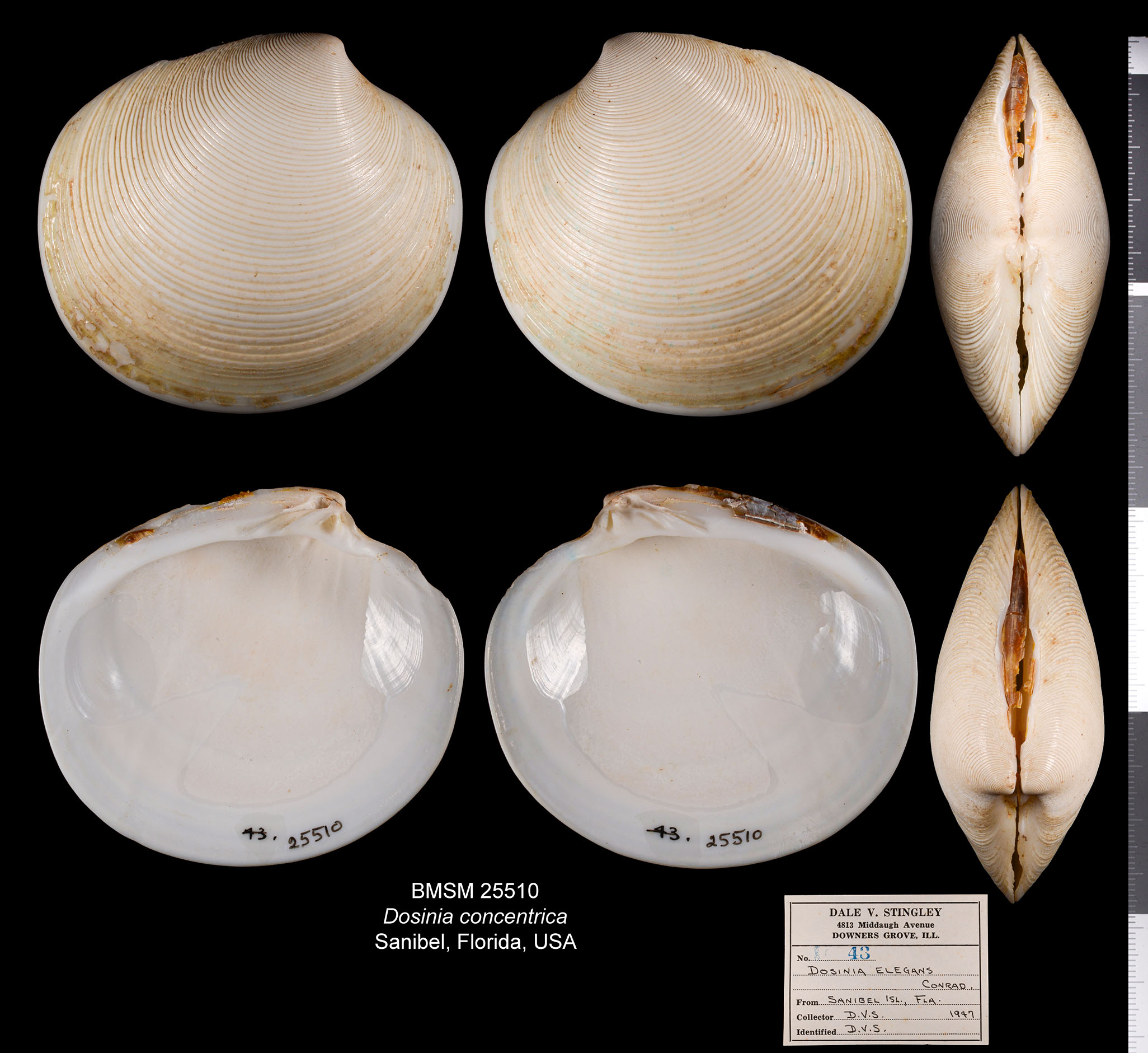 Dosinia concentrica