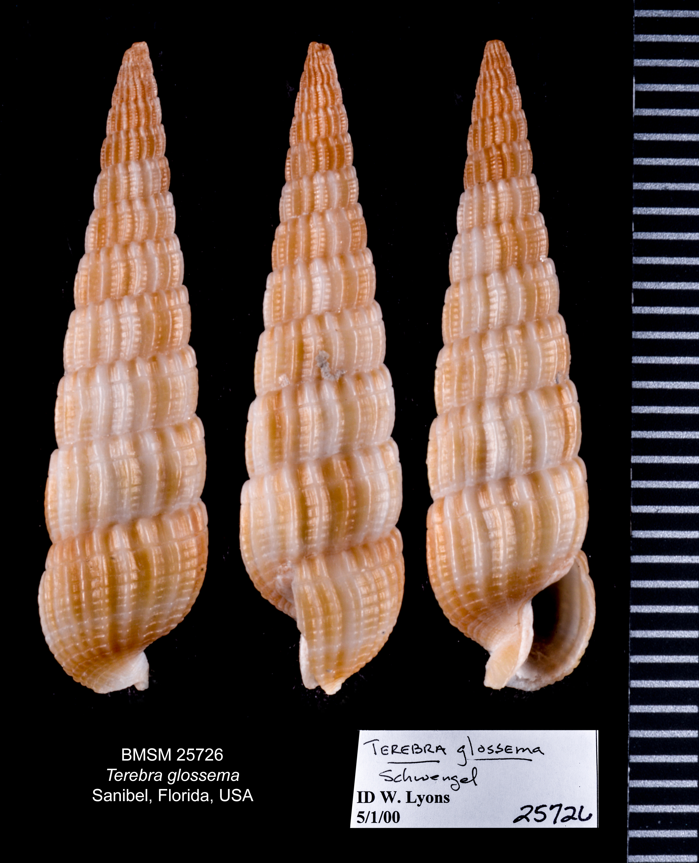 Terebra glossema thumbnail