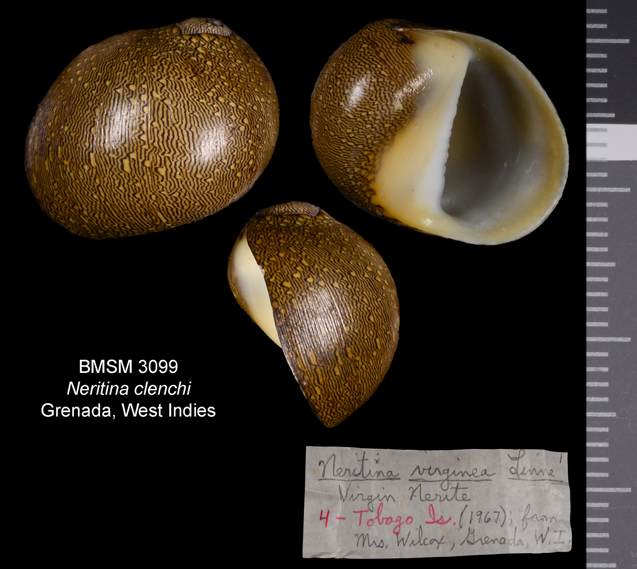 Neritina clenchi