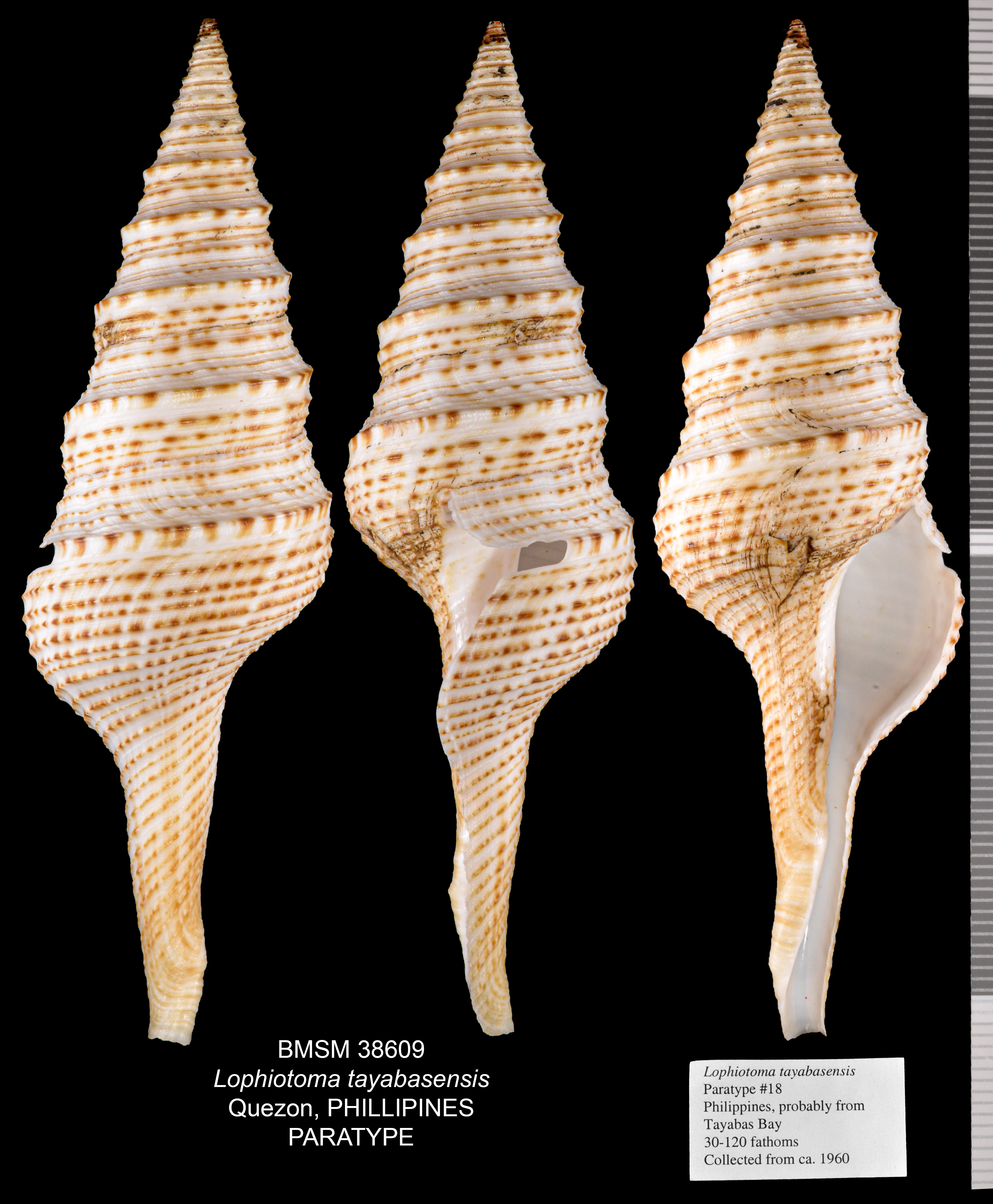 Lophiotoma tayabasensis thumbnail