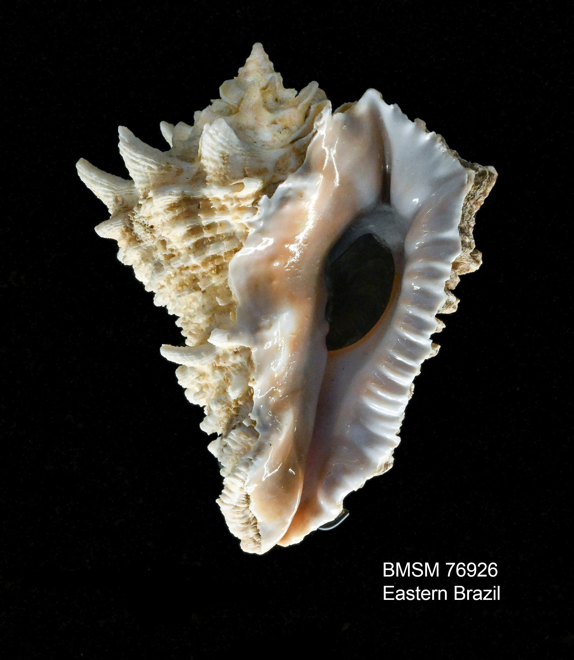 Vasum cassiforme