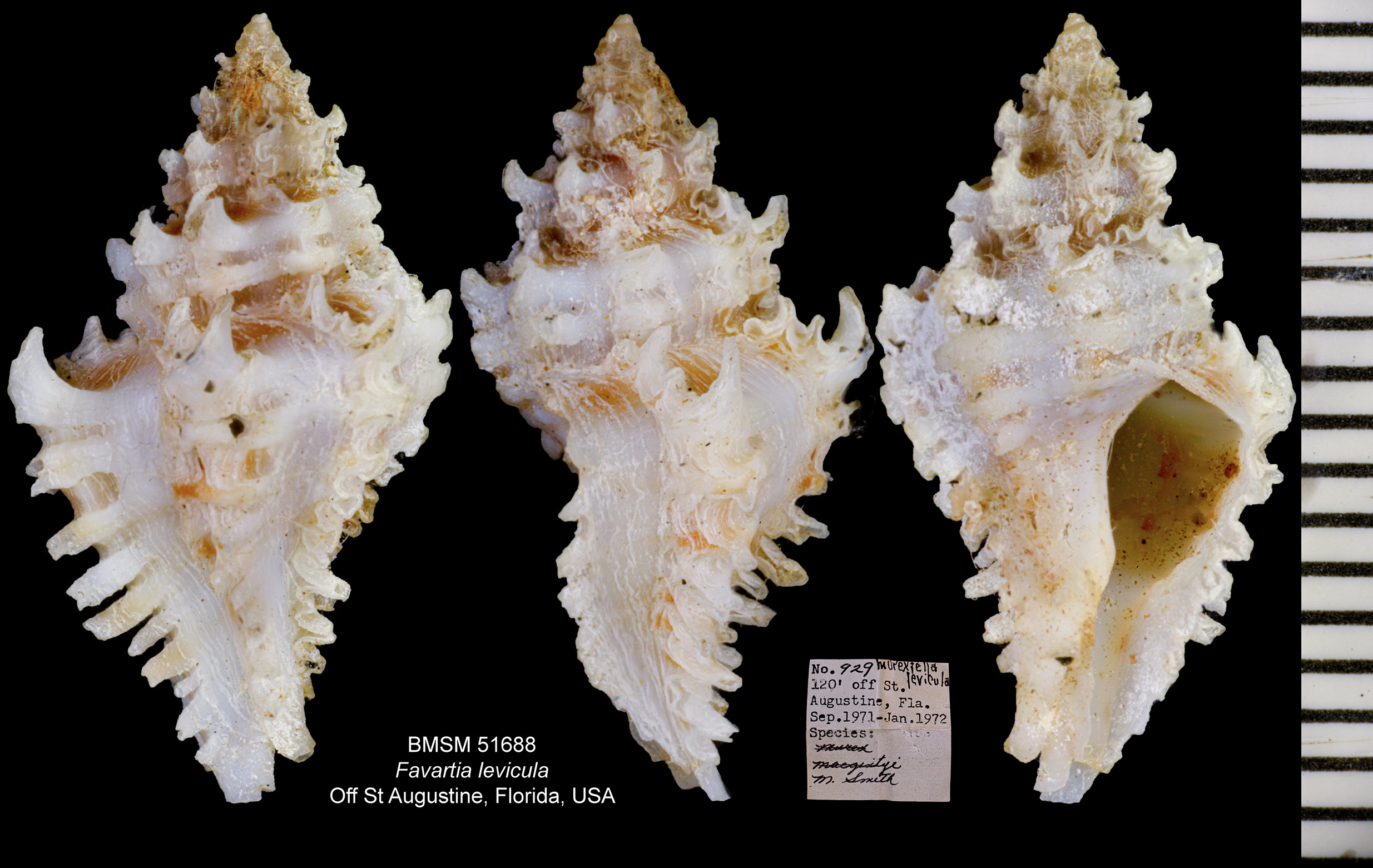 Favartia levicula thumbnail