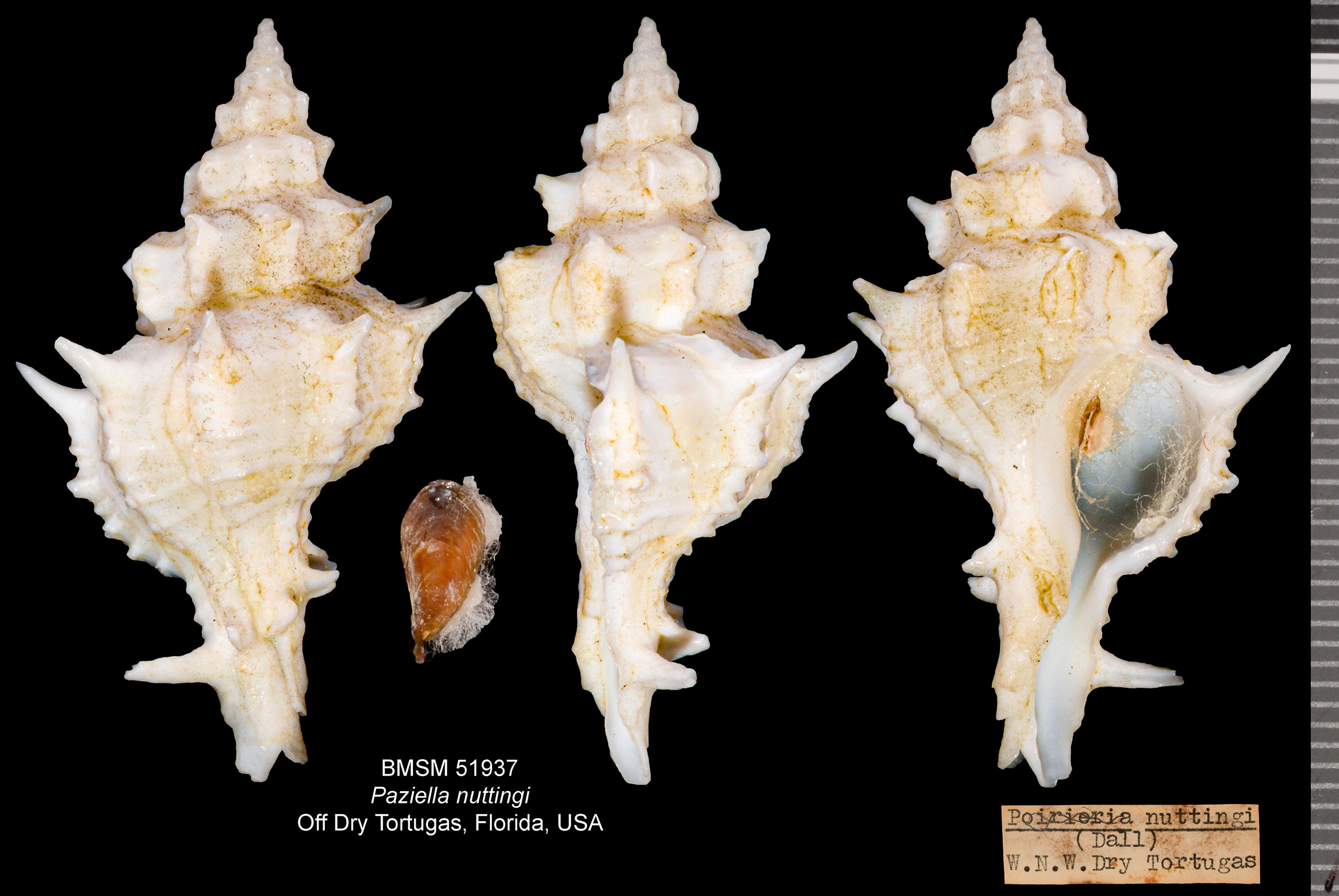 Paziella nuttingi thumbnail