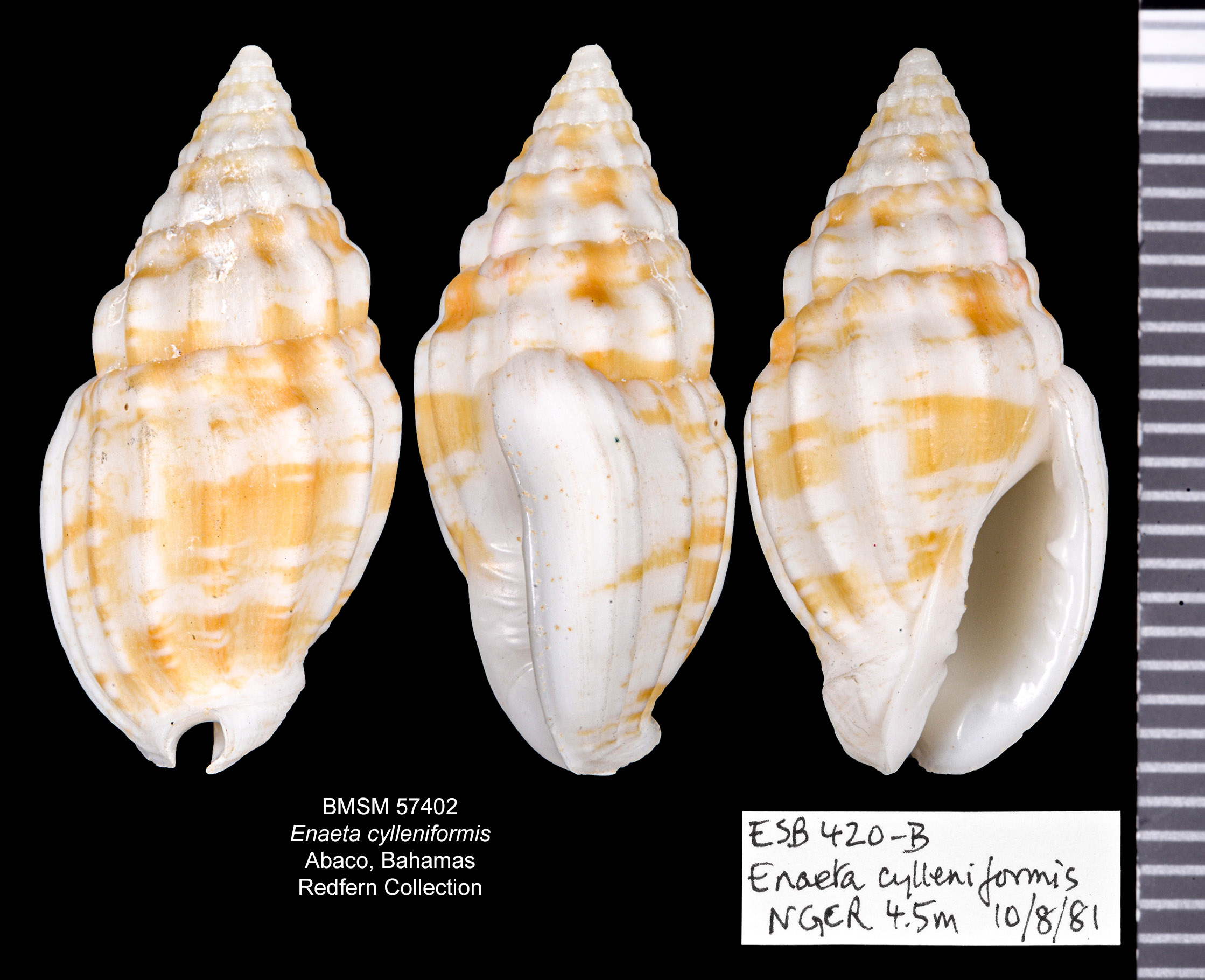 Enaeta cylleniformis thumbnail