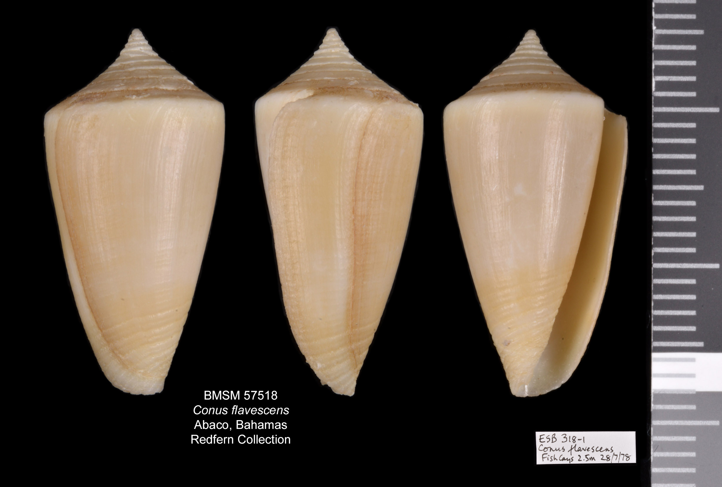 Conus flavescens