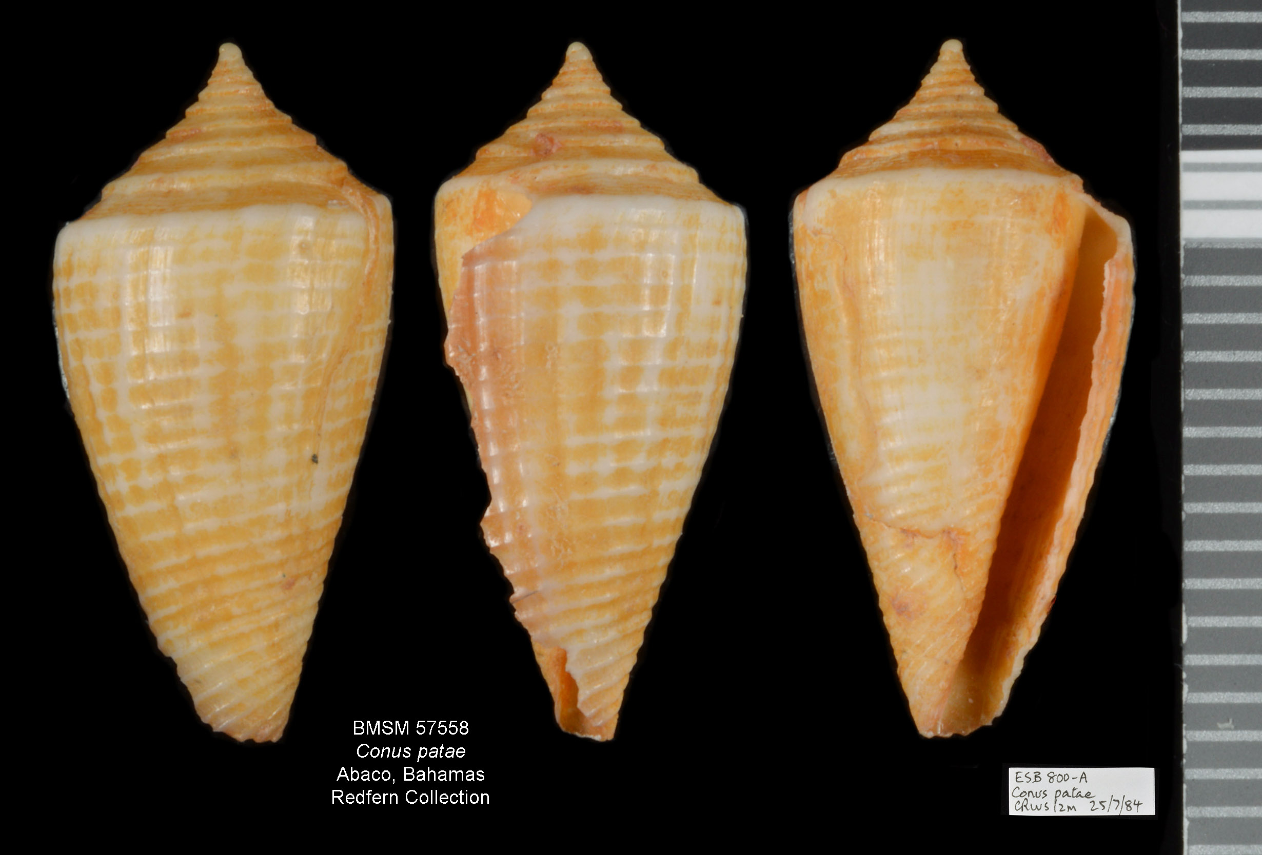 Conus patae image