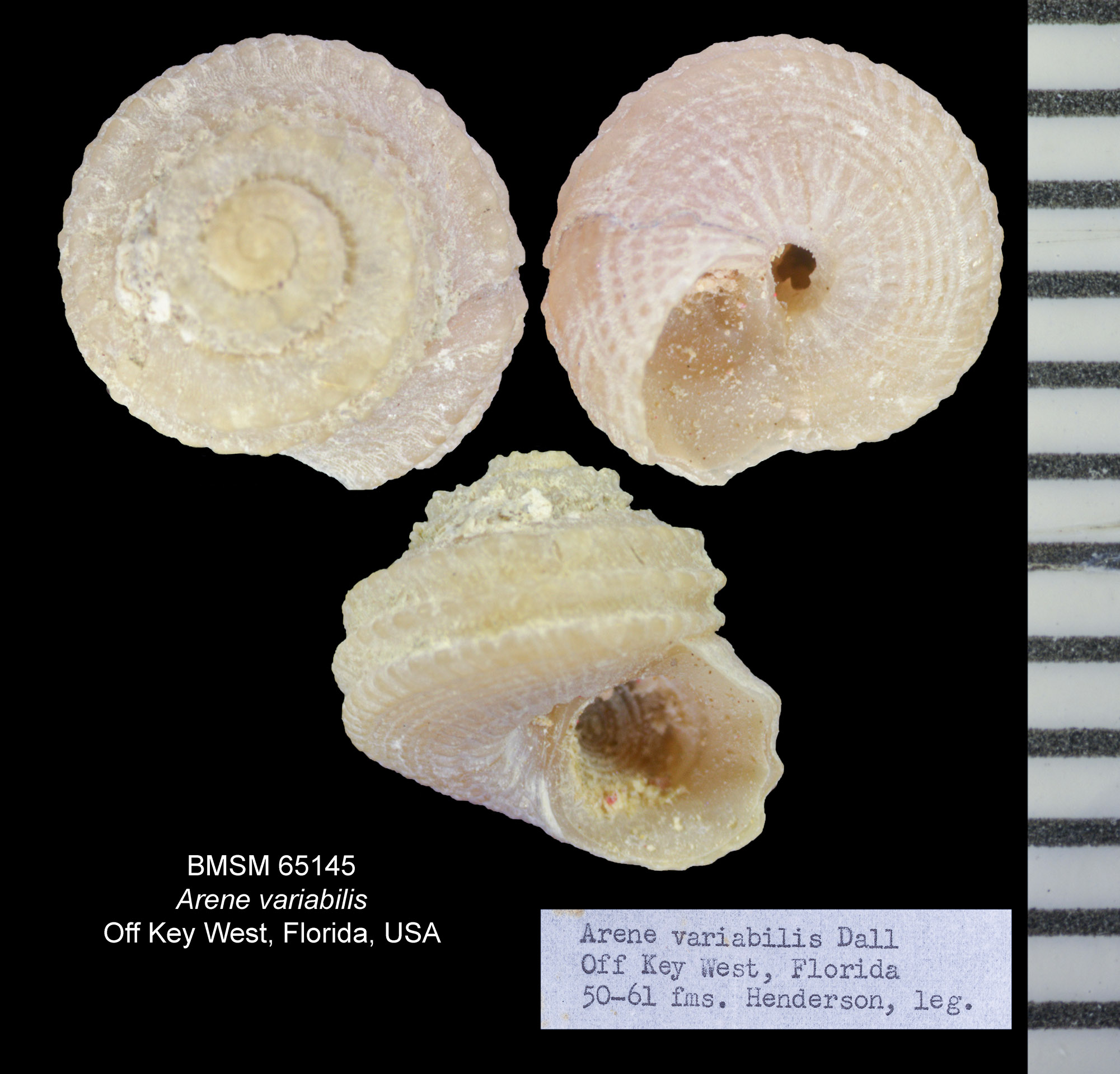 Arene variabilis