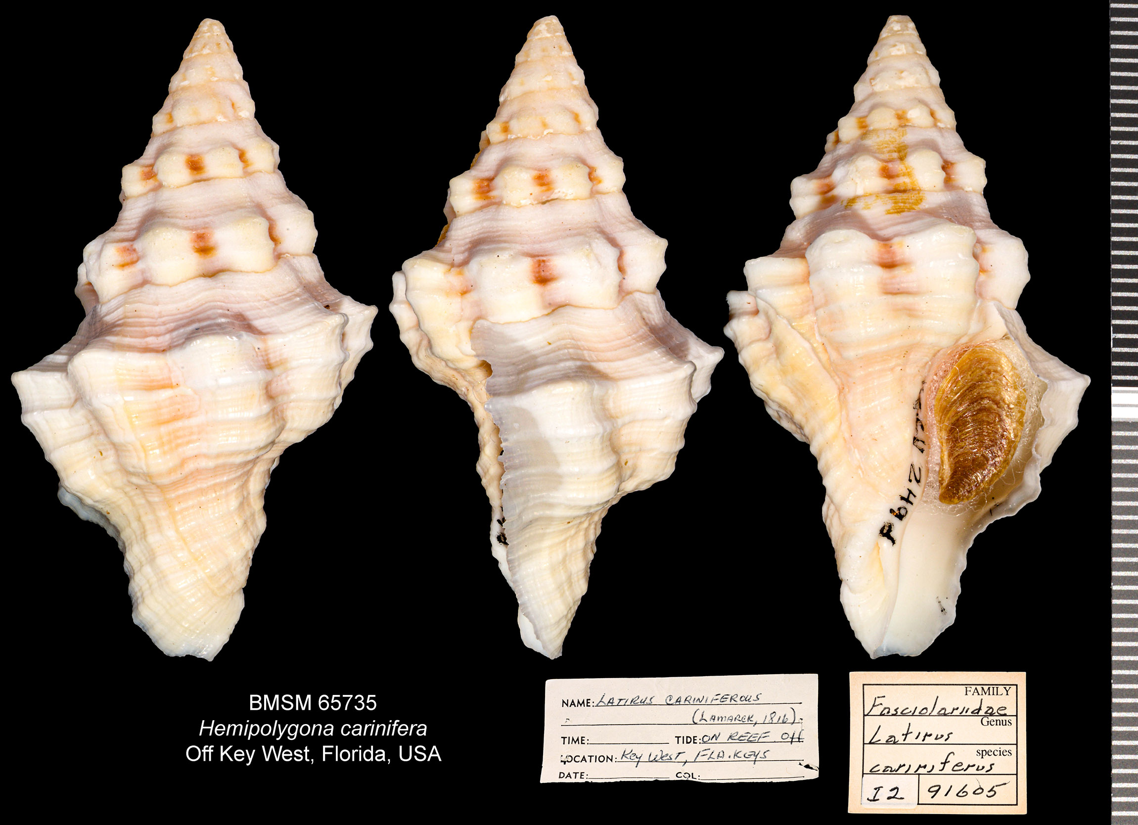 Hemipolygona carinifera thumbnail