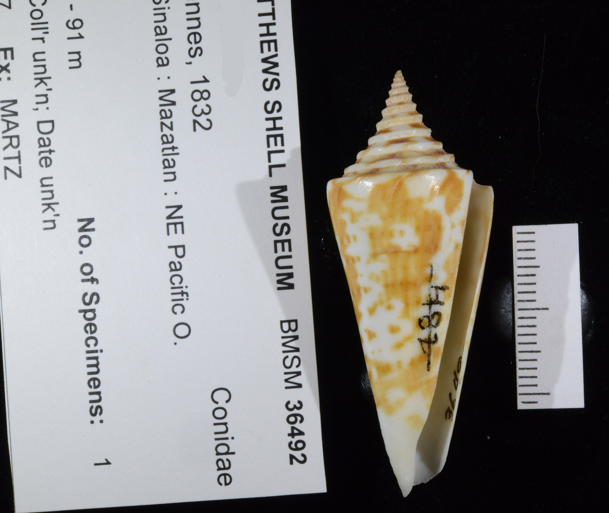 Conus scalarissimus thumbnail
