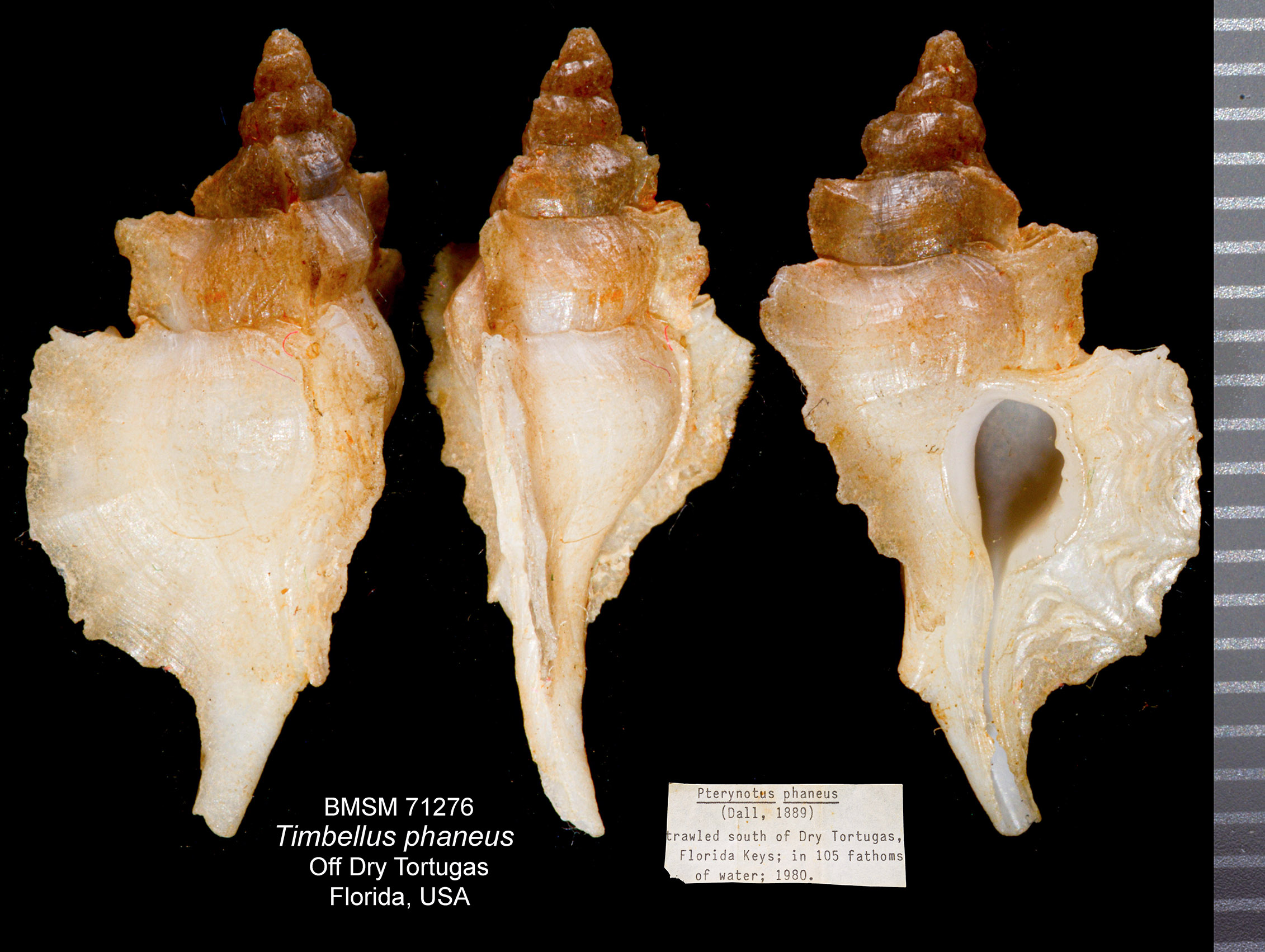 Timbellus phaneus