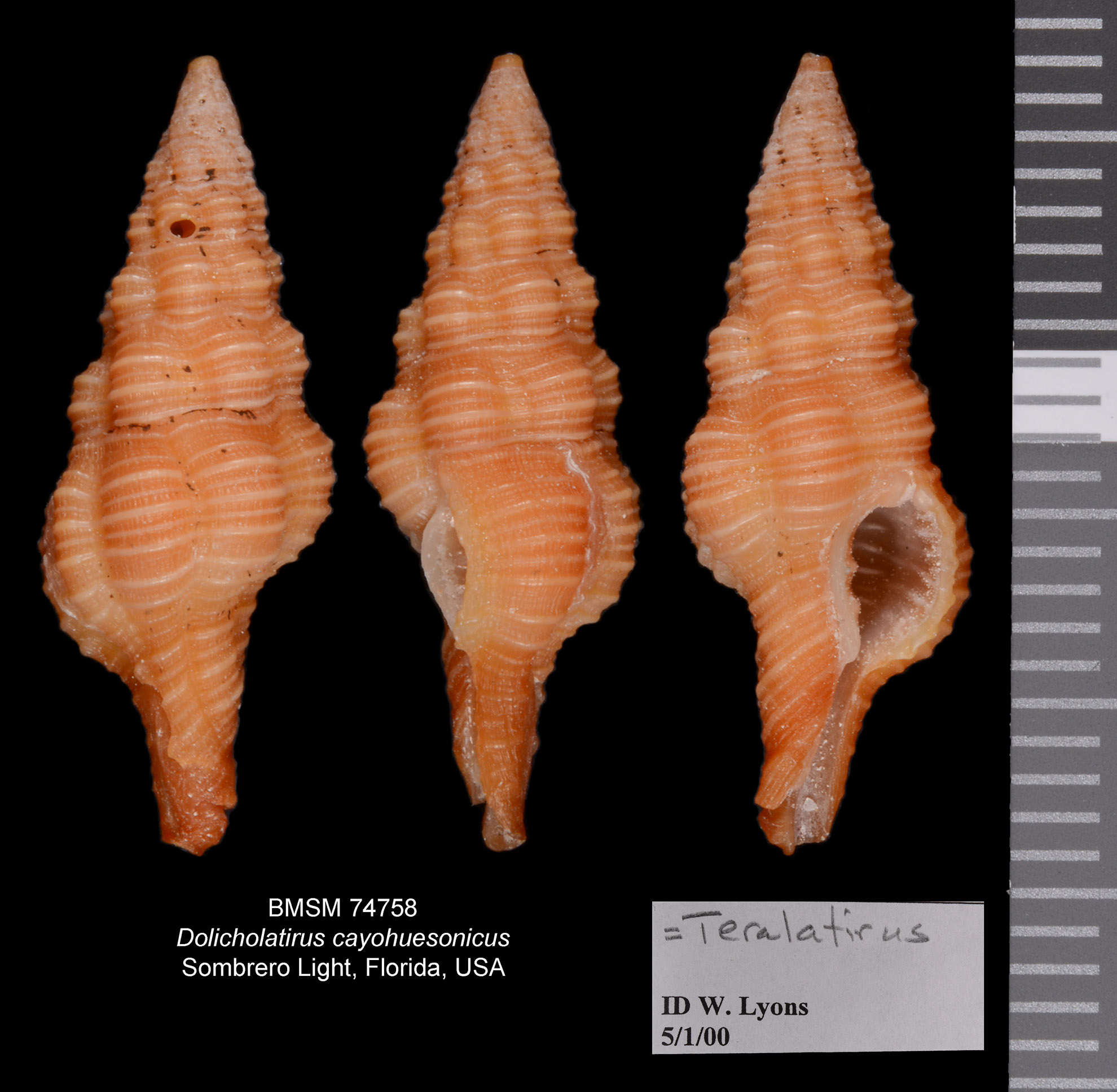 Dolicholatirus cayohuesonicus image
