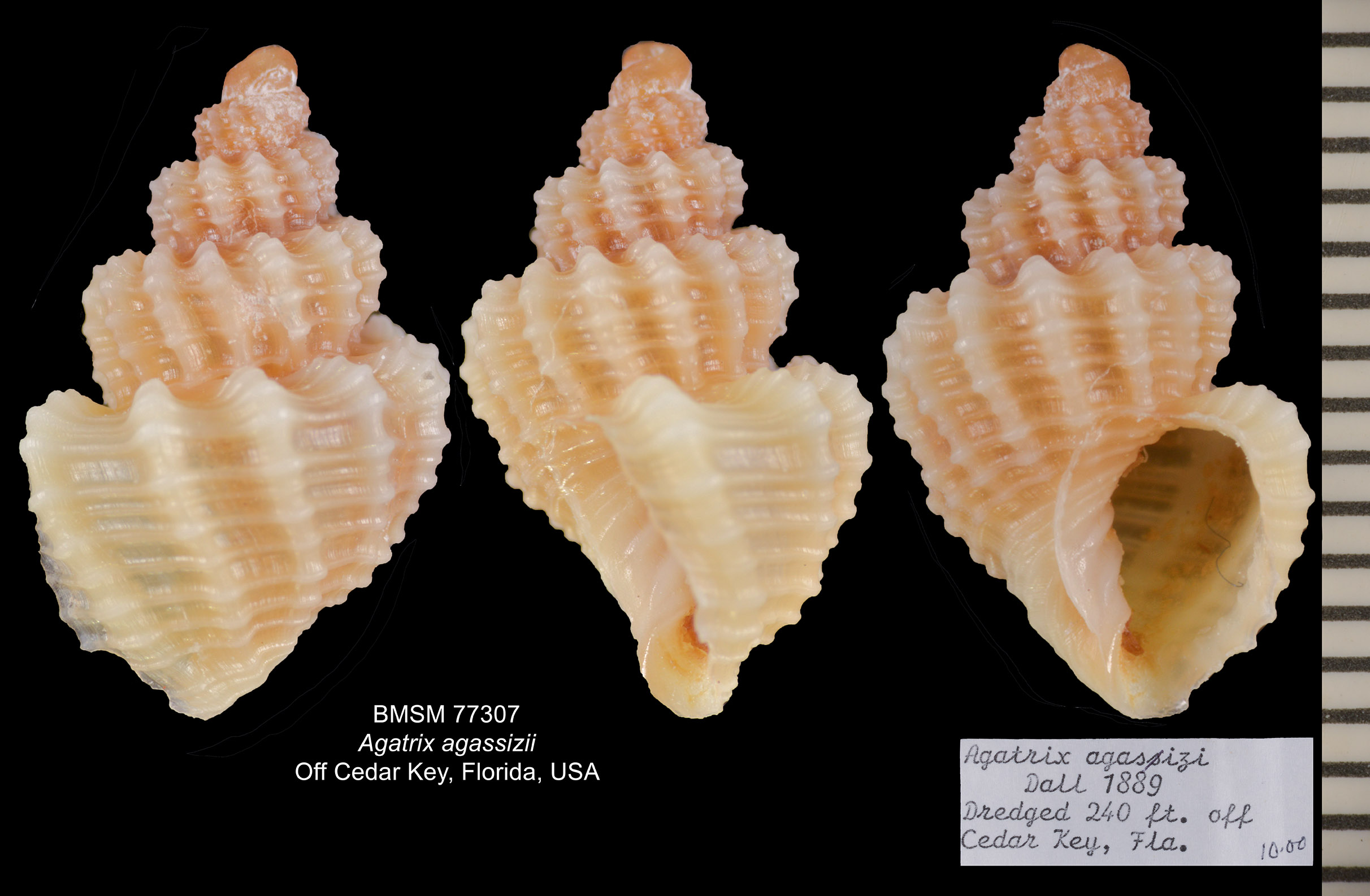 Agatrix agassizii thumbnail