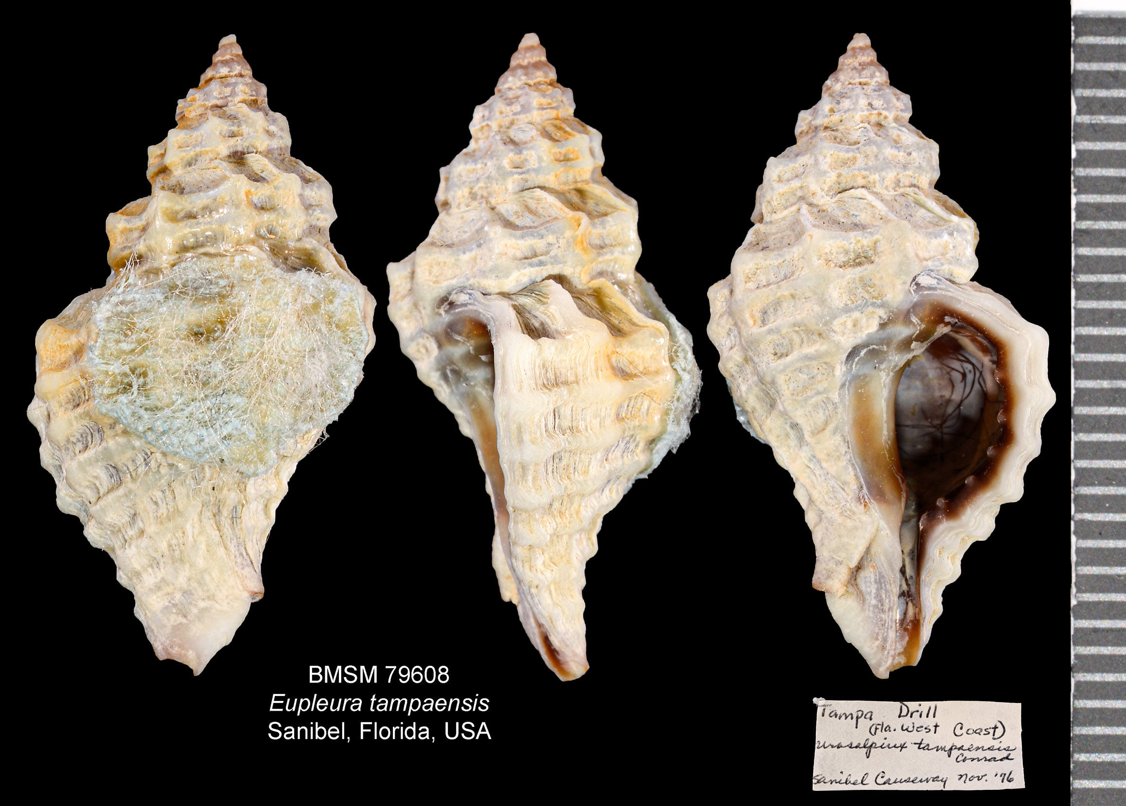 Urosalpinx tampaensis image