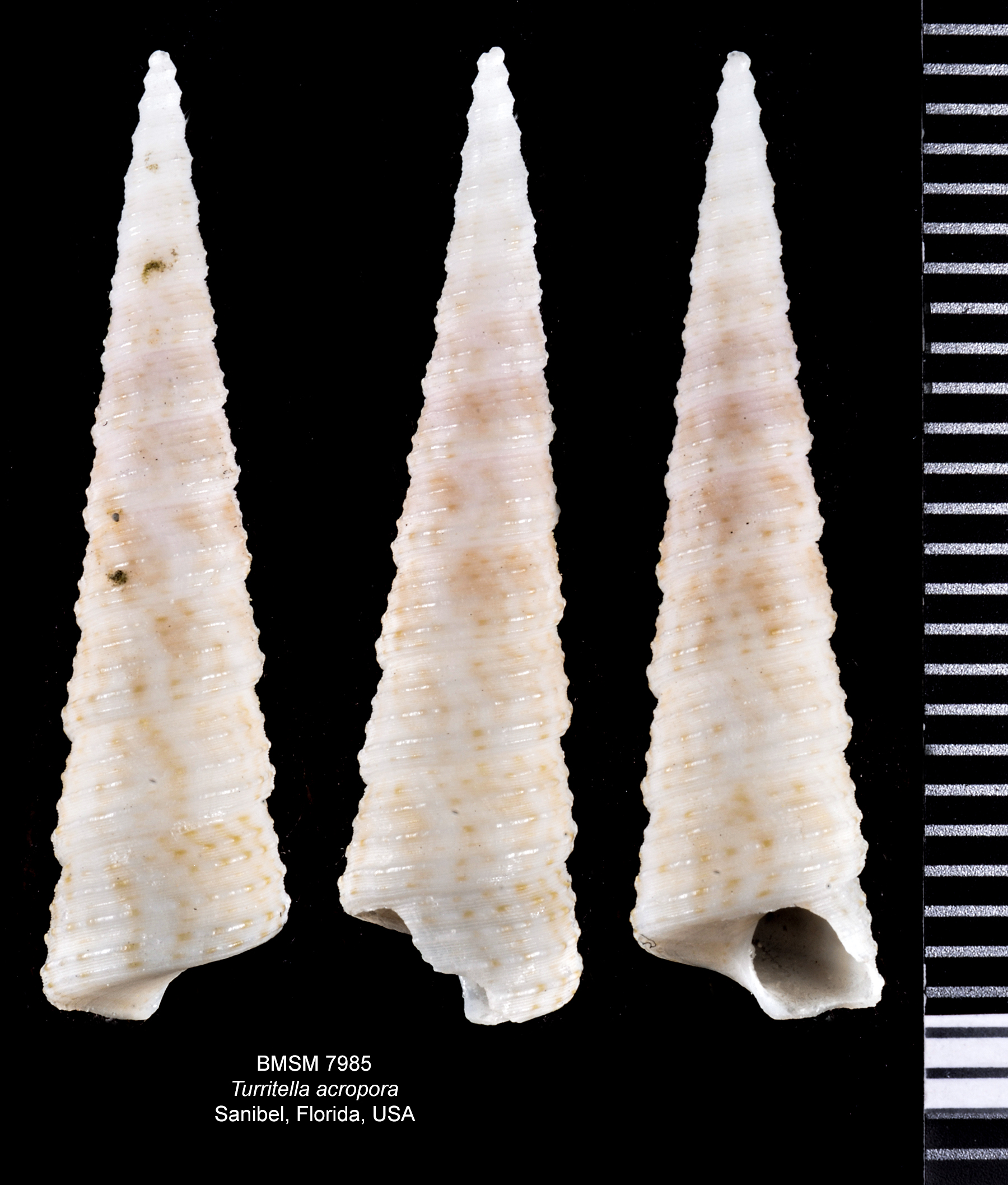 Turritella acropora thumbnail