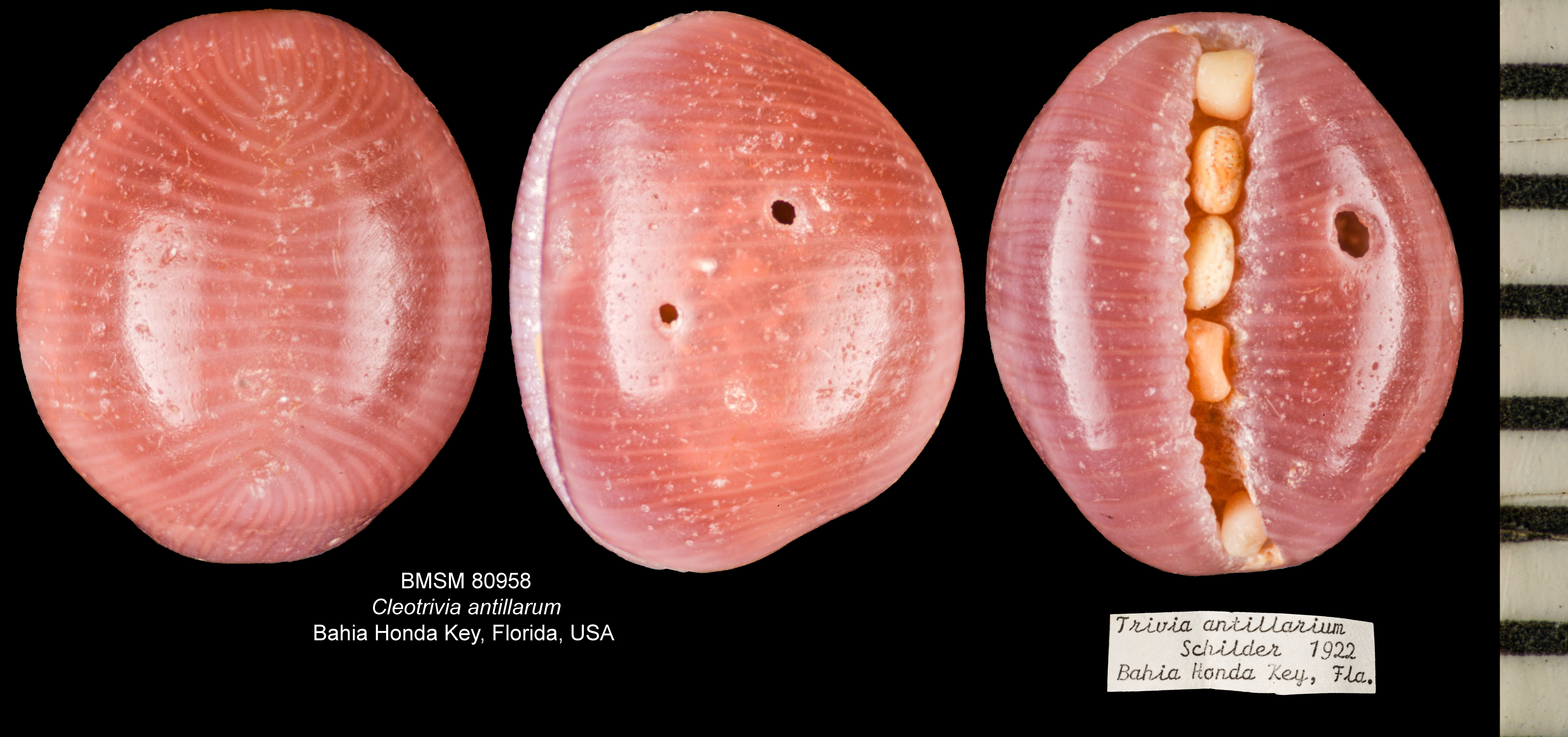 Cleotrivia antillarum thumbnail