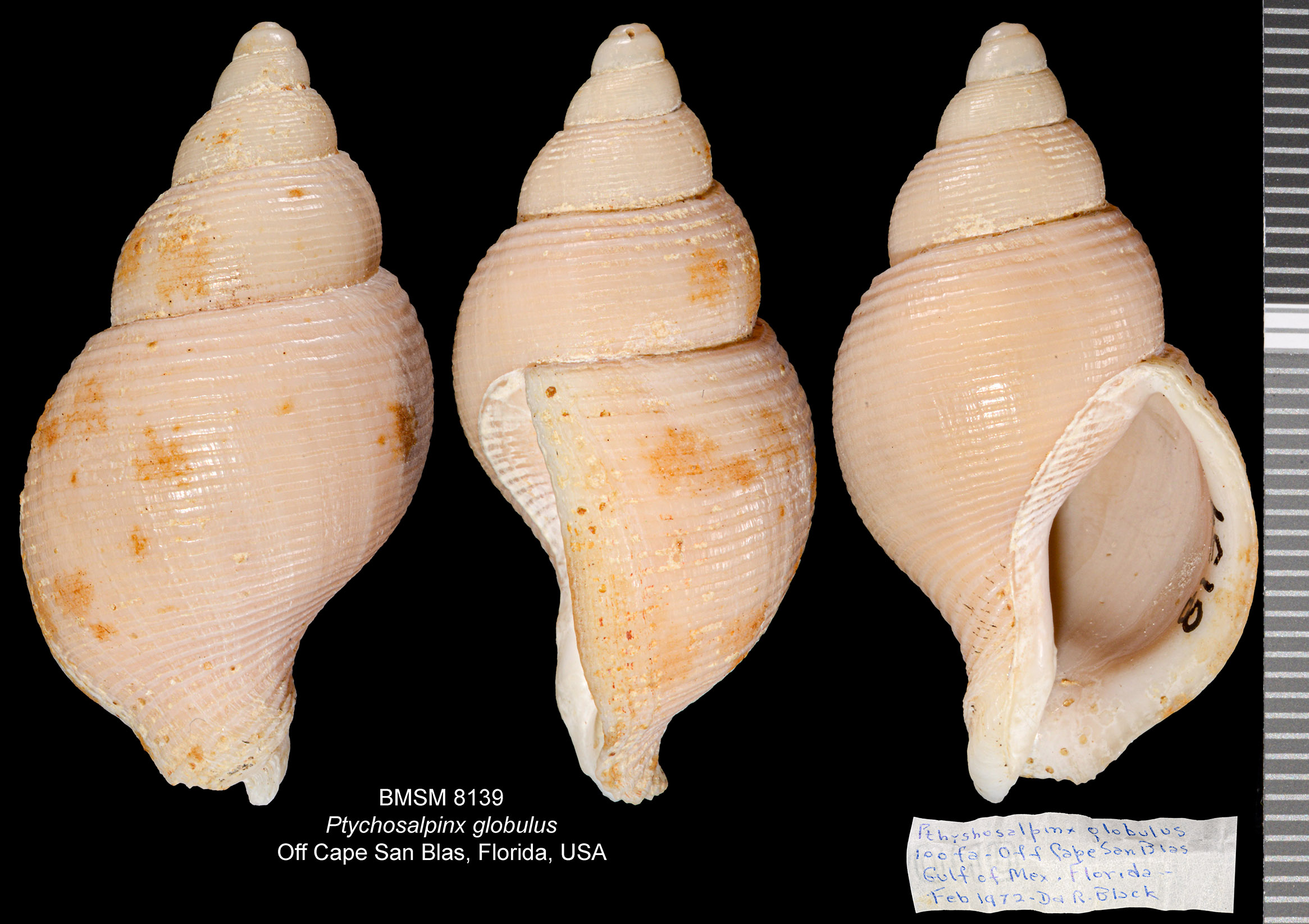 Ptychosalpinx globulus thumbnail