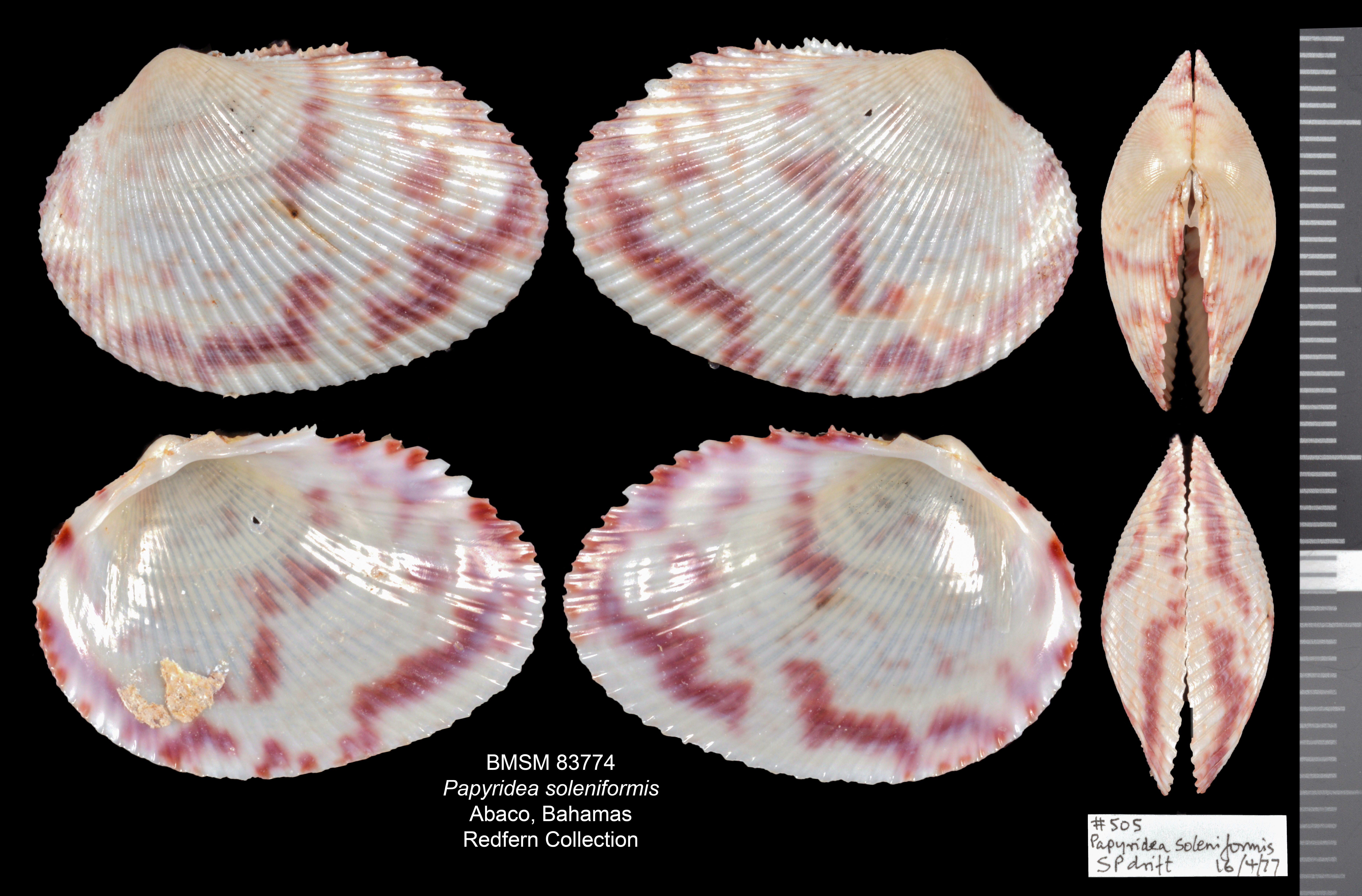 Papyridea soleniformis thumbnail