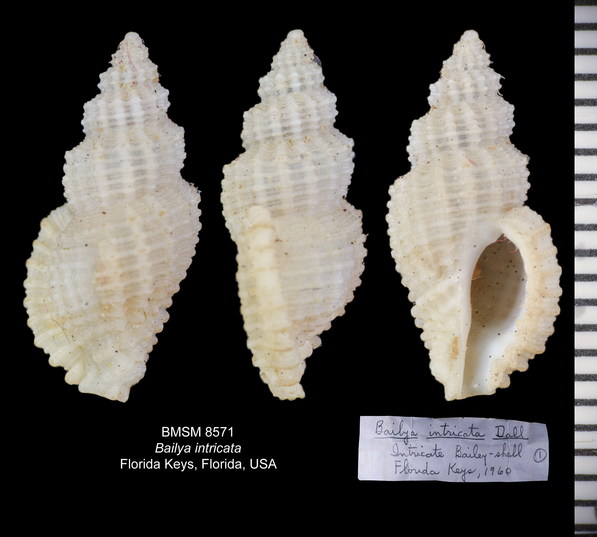Bailya intricata thumbnail