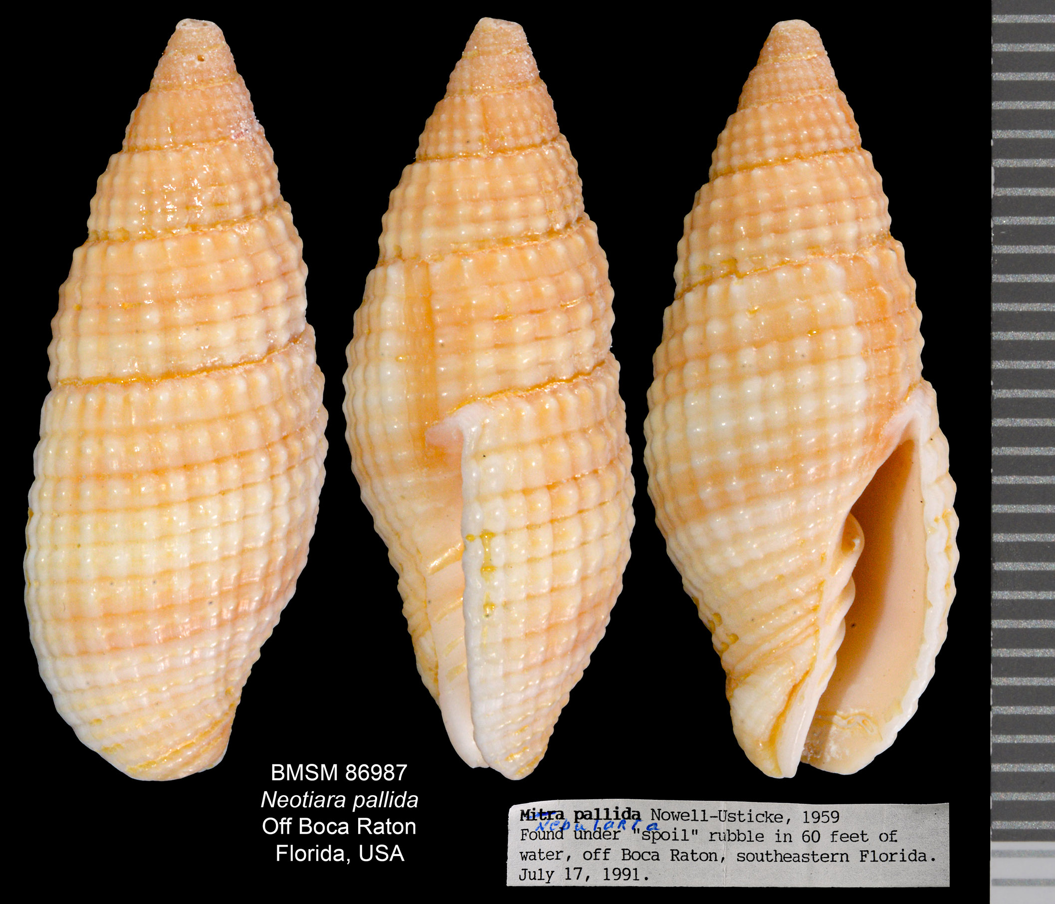 Mitra pallida