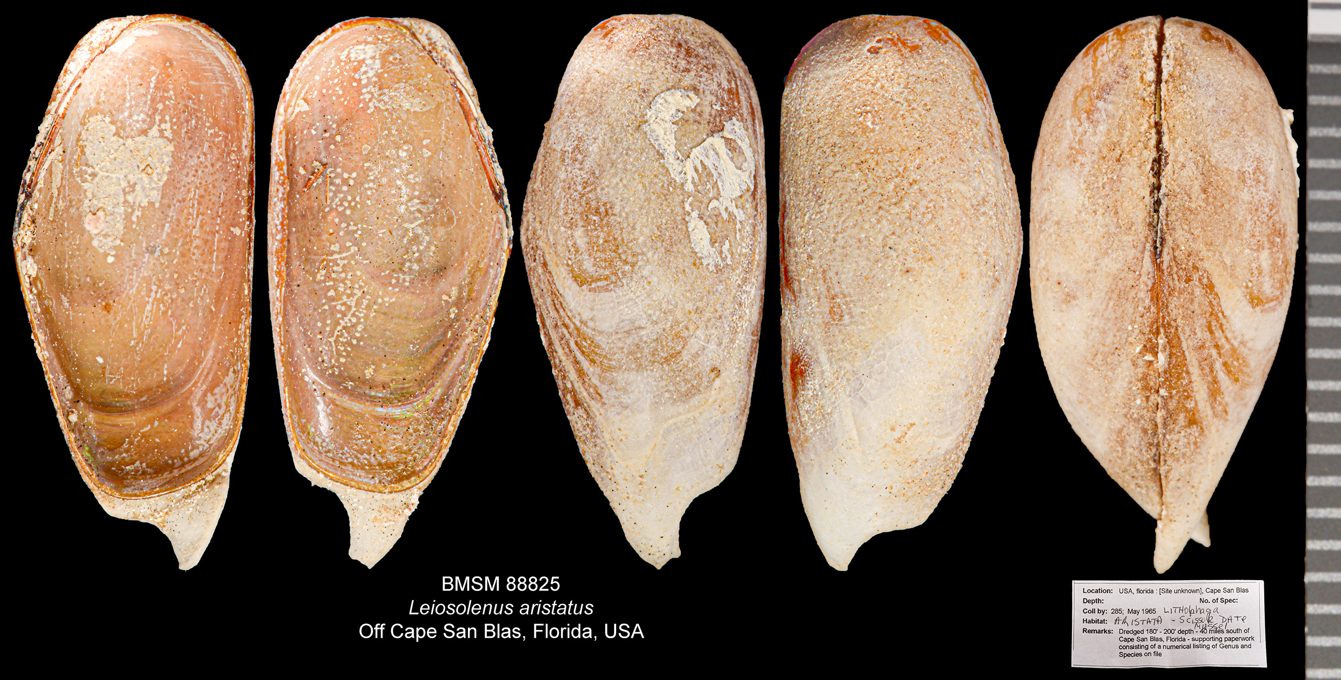 Leiosolenus aristatus image