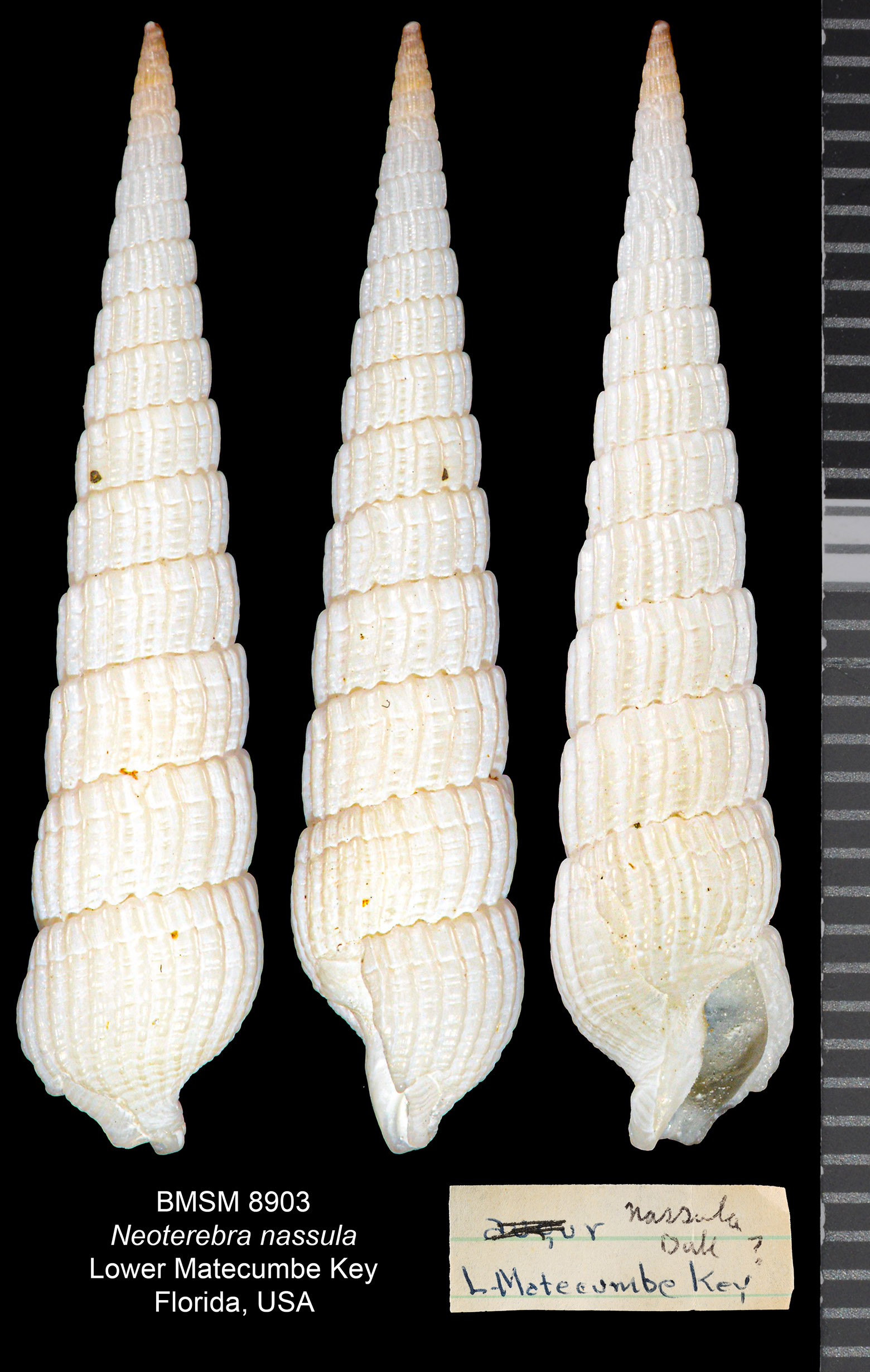 Terebra nassula thumbnail
