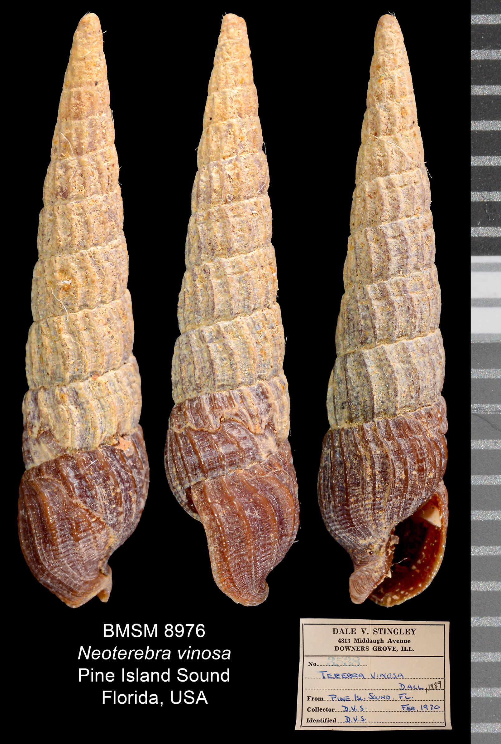 Terebra vinosa thumbnail