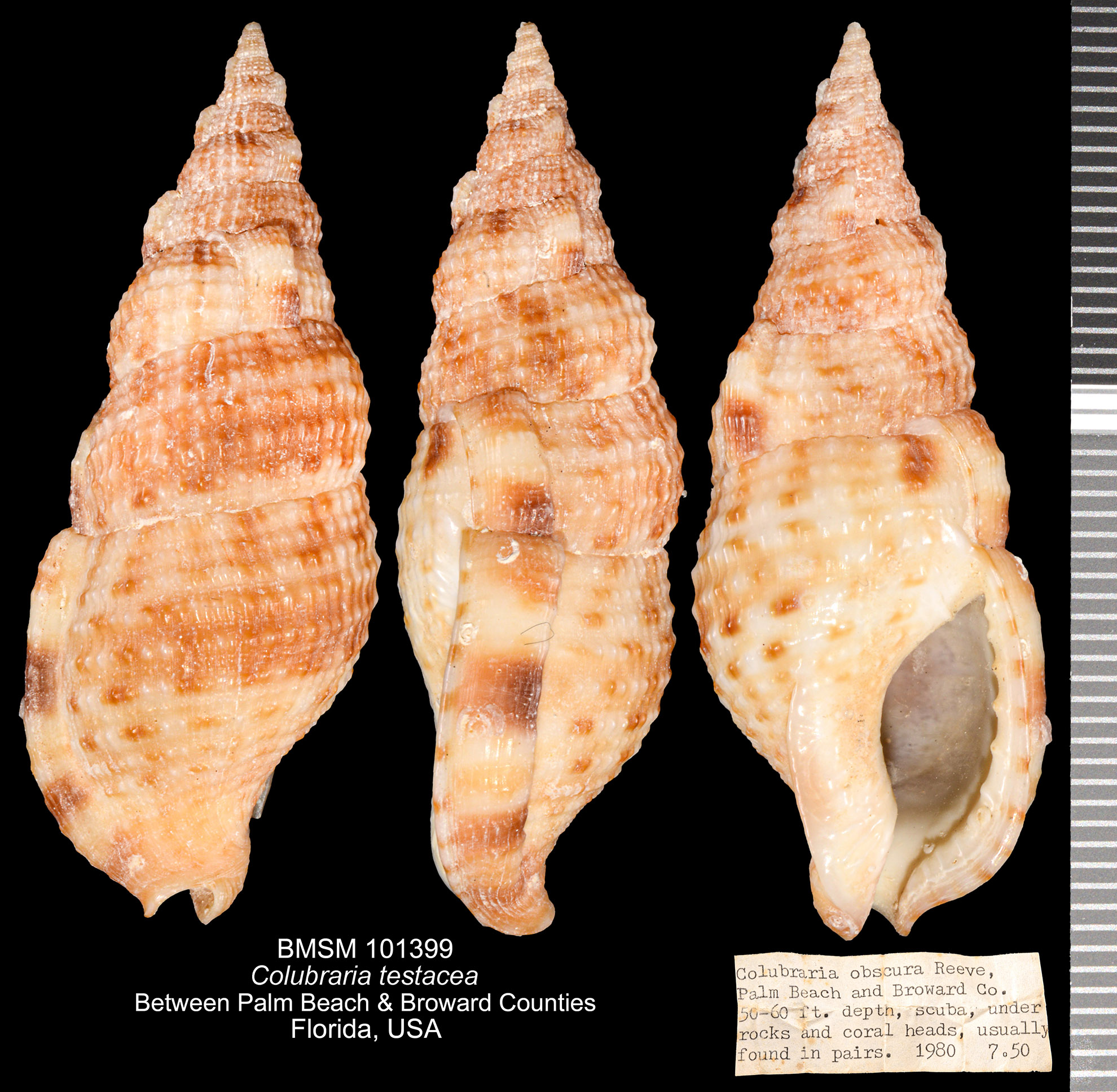 Colubraria testacea thumbnail