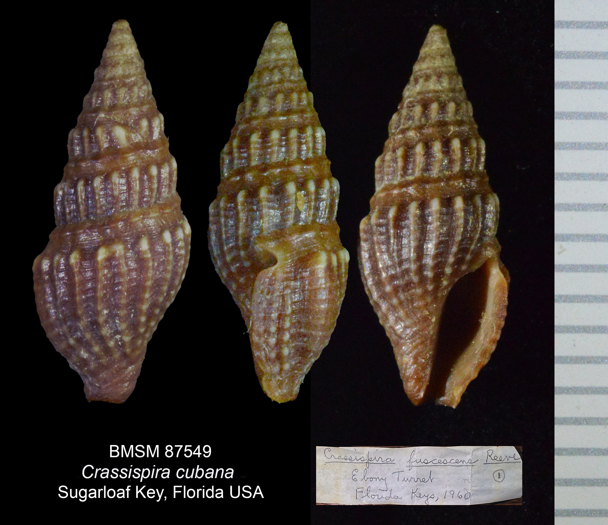 Crassispira cubana thumbnail