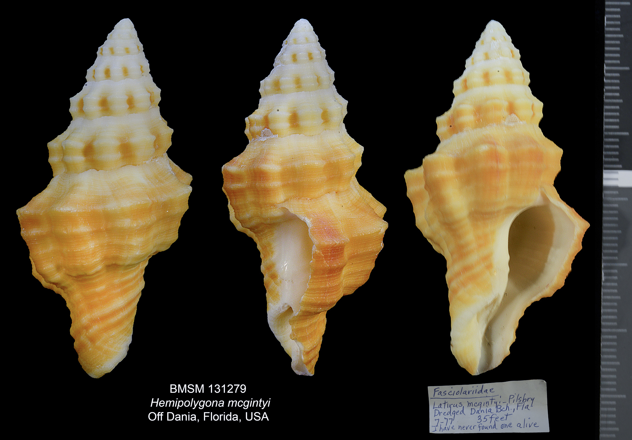 Hemipolygona mcgintyi thumbnail