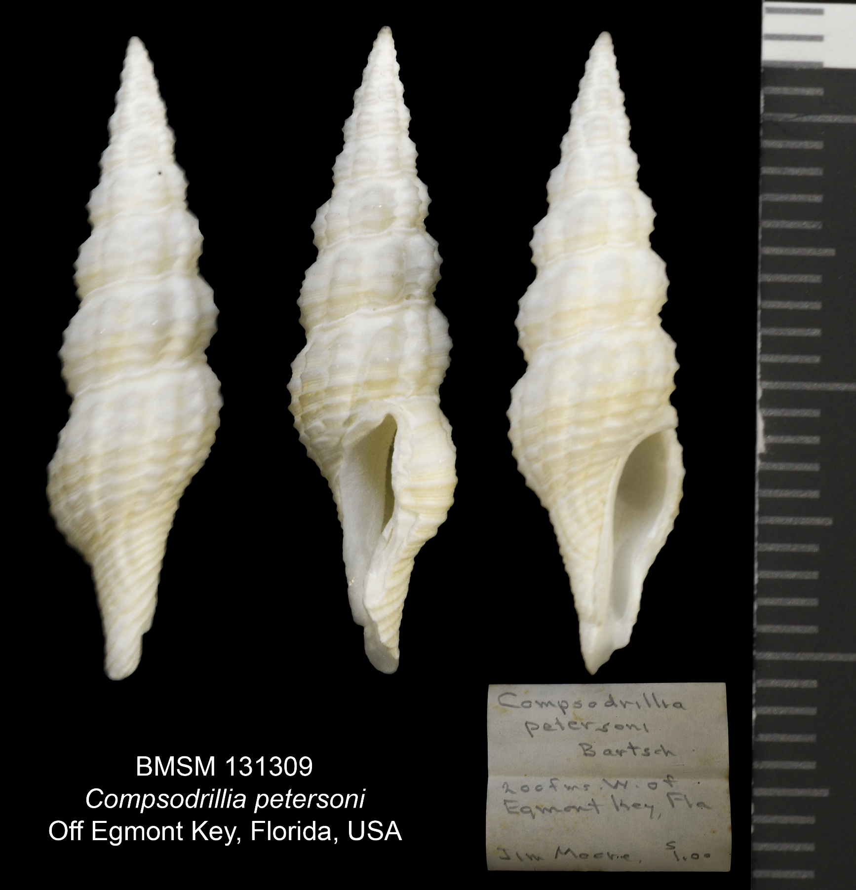 Compsodrillia petersoni thumbnail