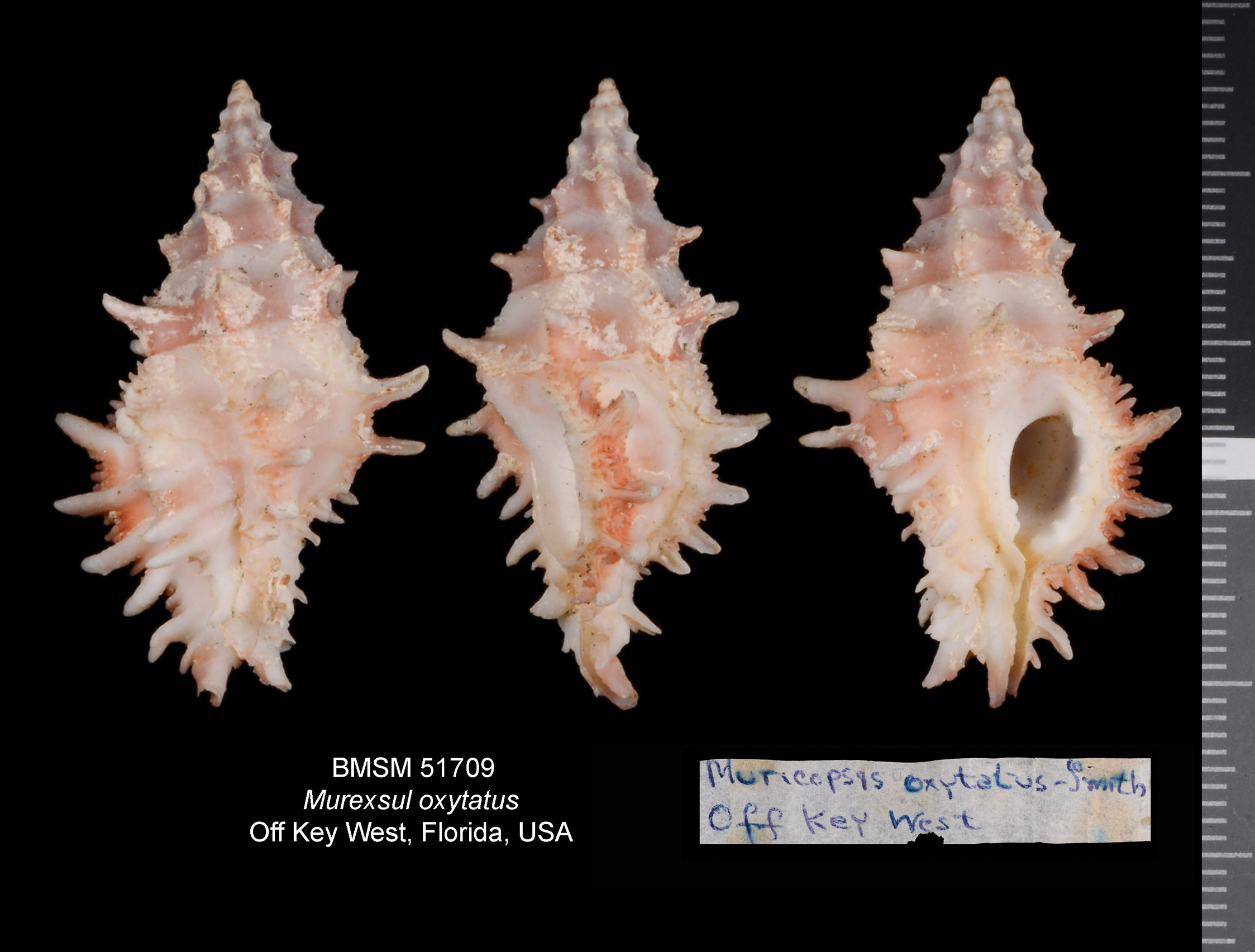 Murexsul oxytatus thumbnail
