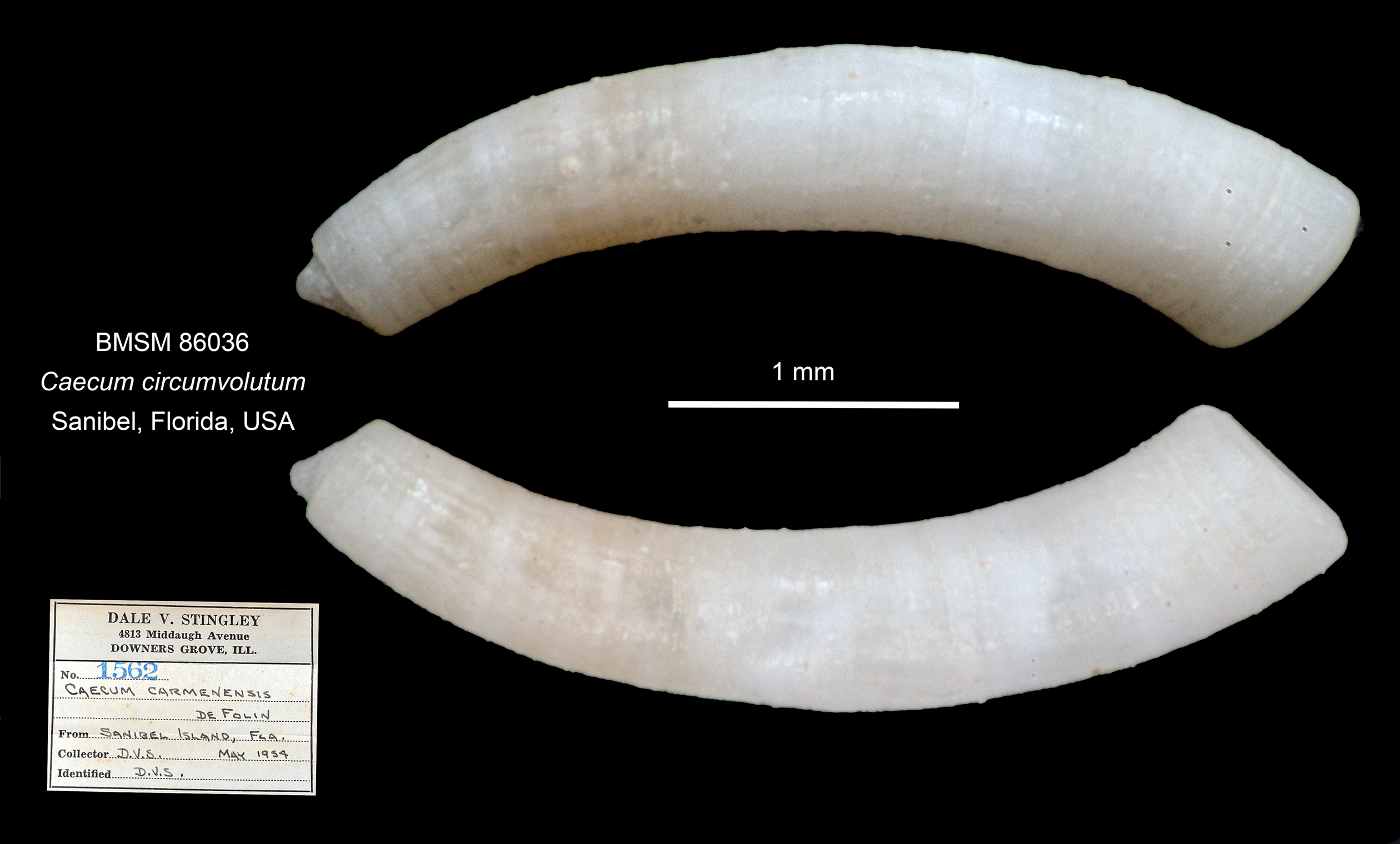 Caecum circumvolutum thumbnail