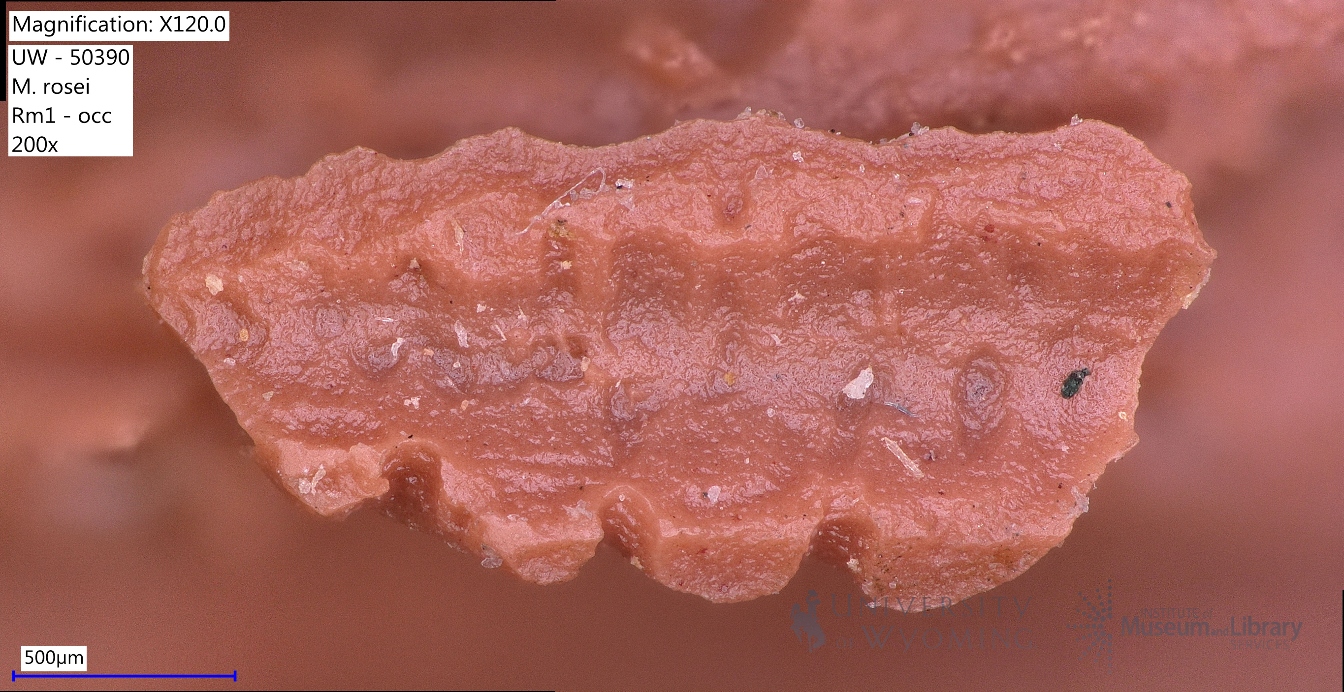 Microcosmodon rosei