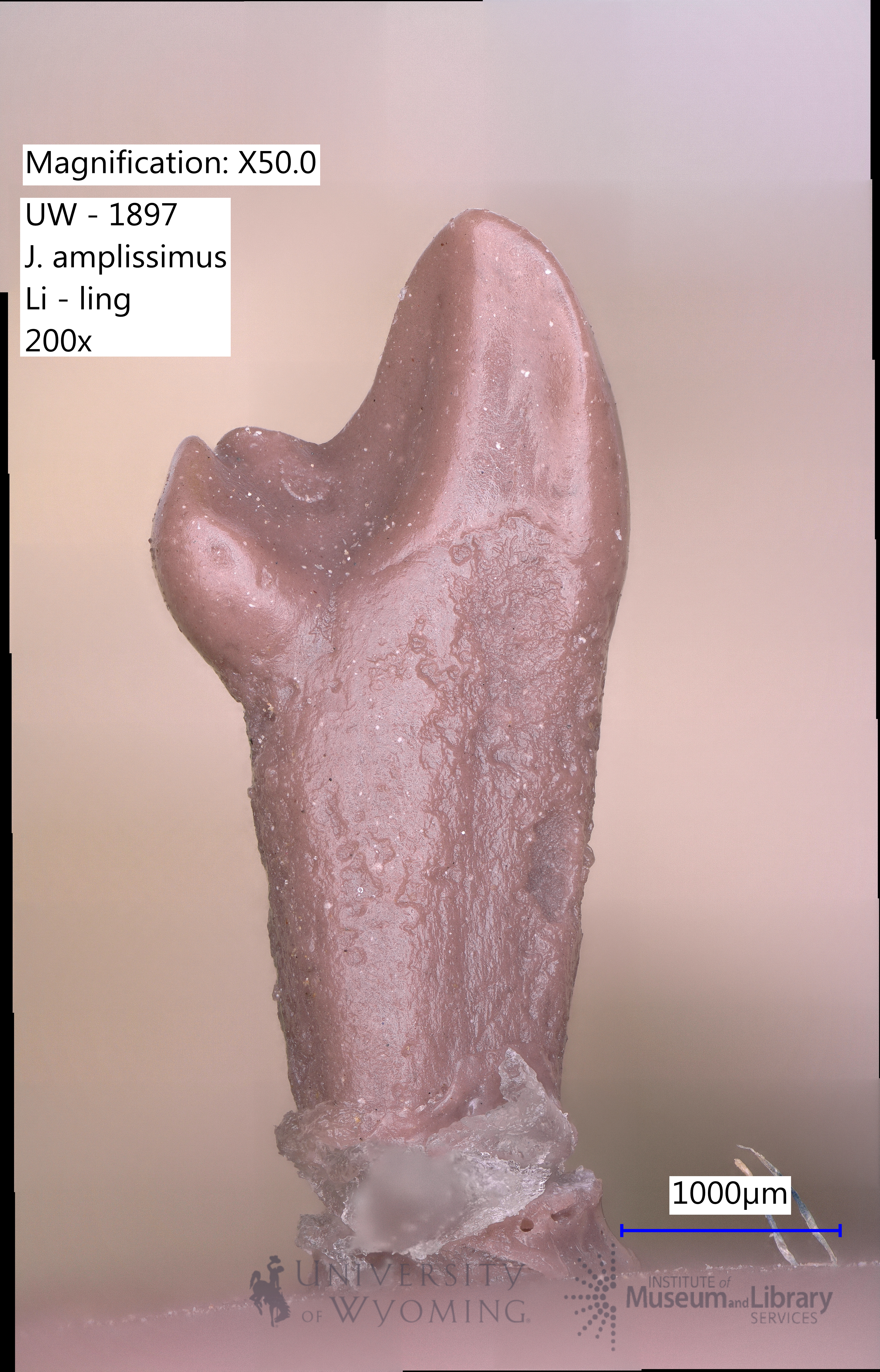 Jugulator amplissimus
