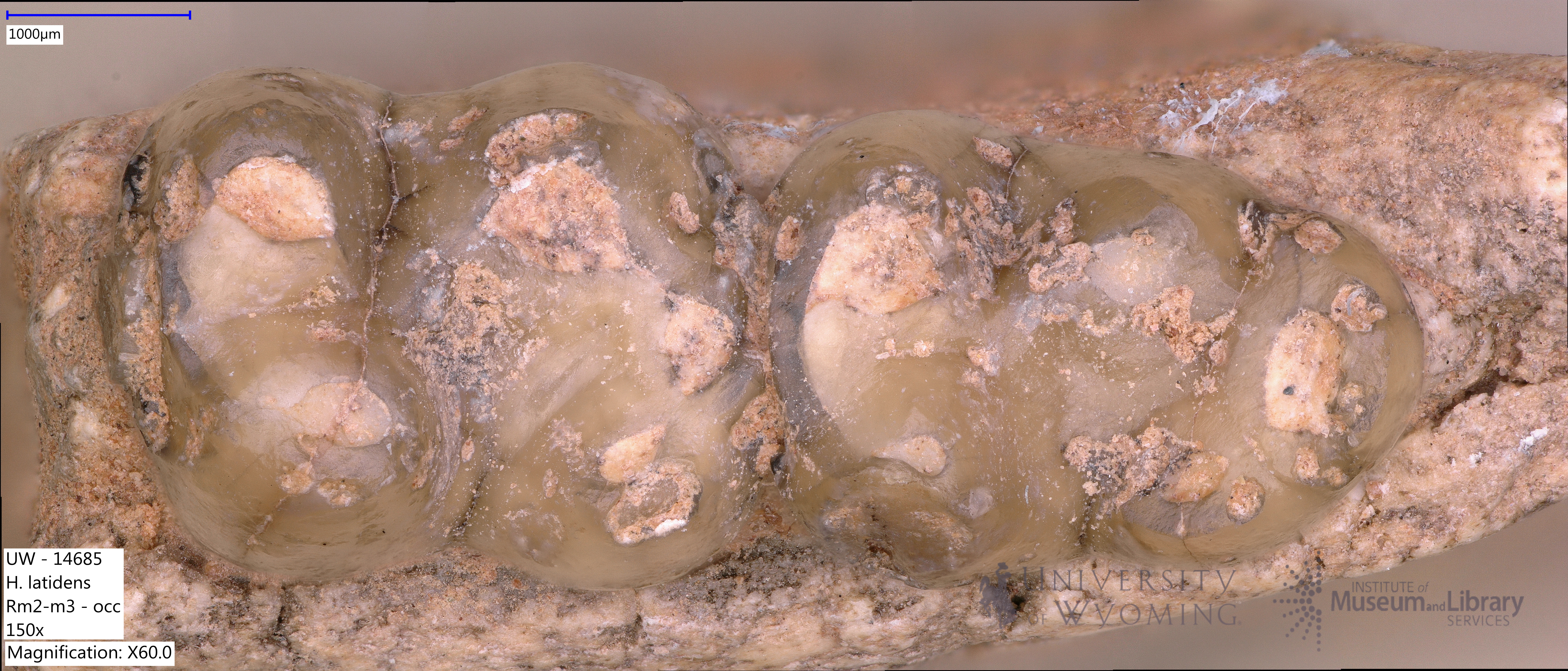 Hyopsodus latidens